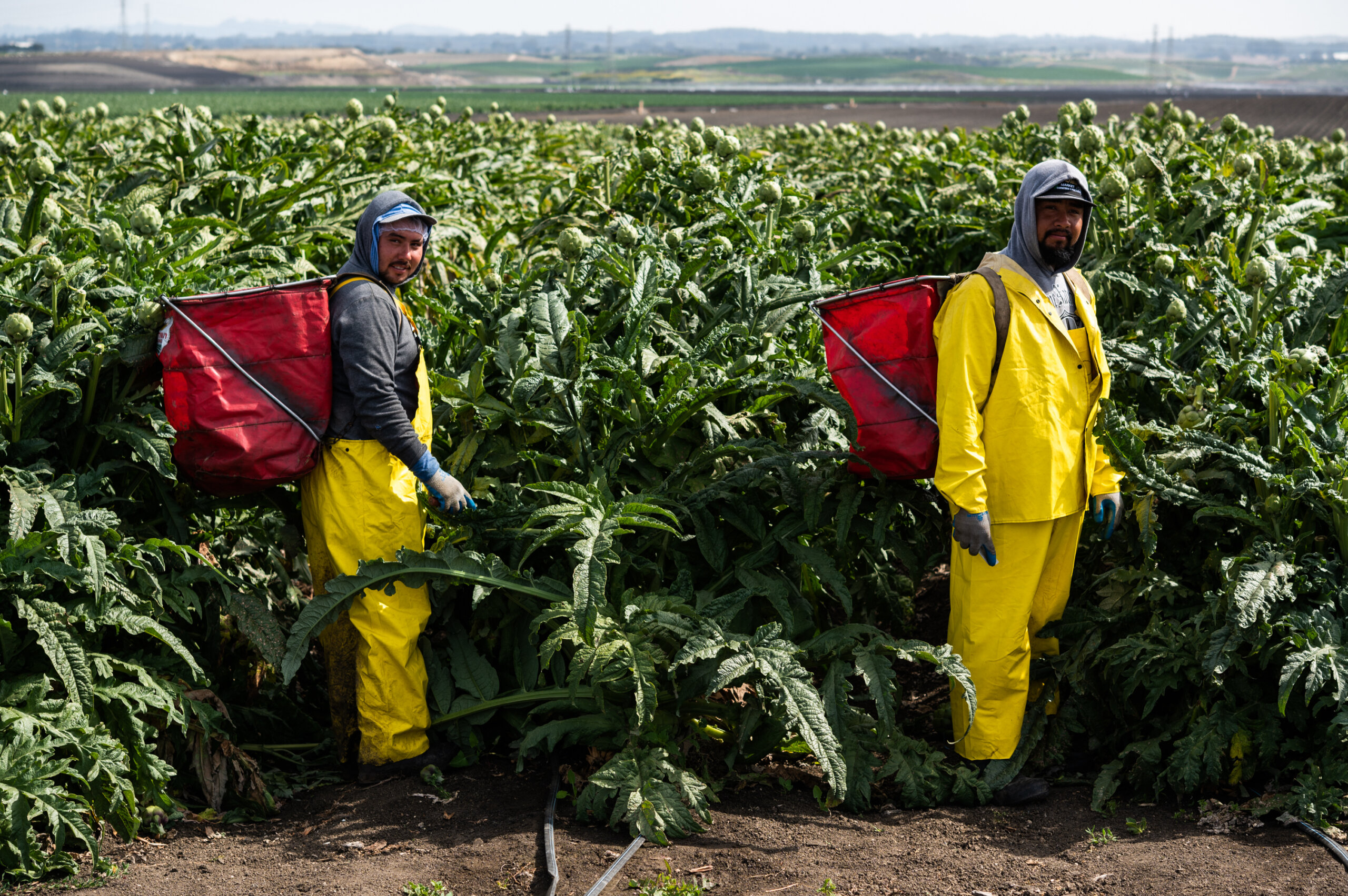 Field workers at Ocean Mist ready to harvest