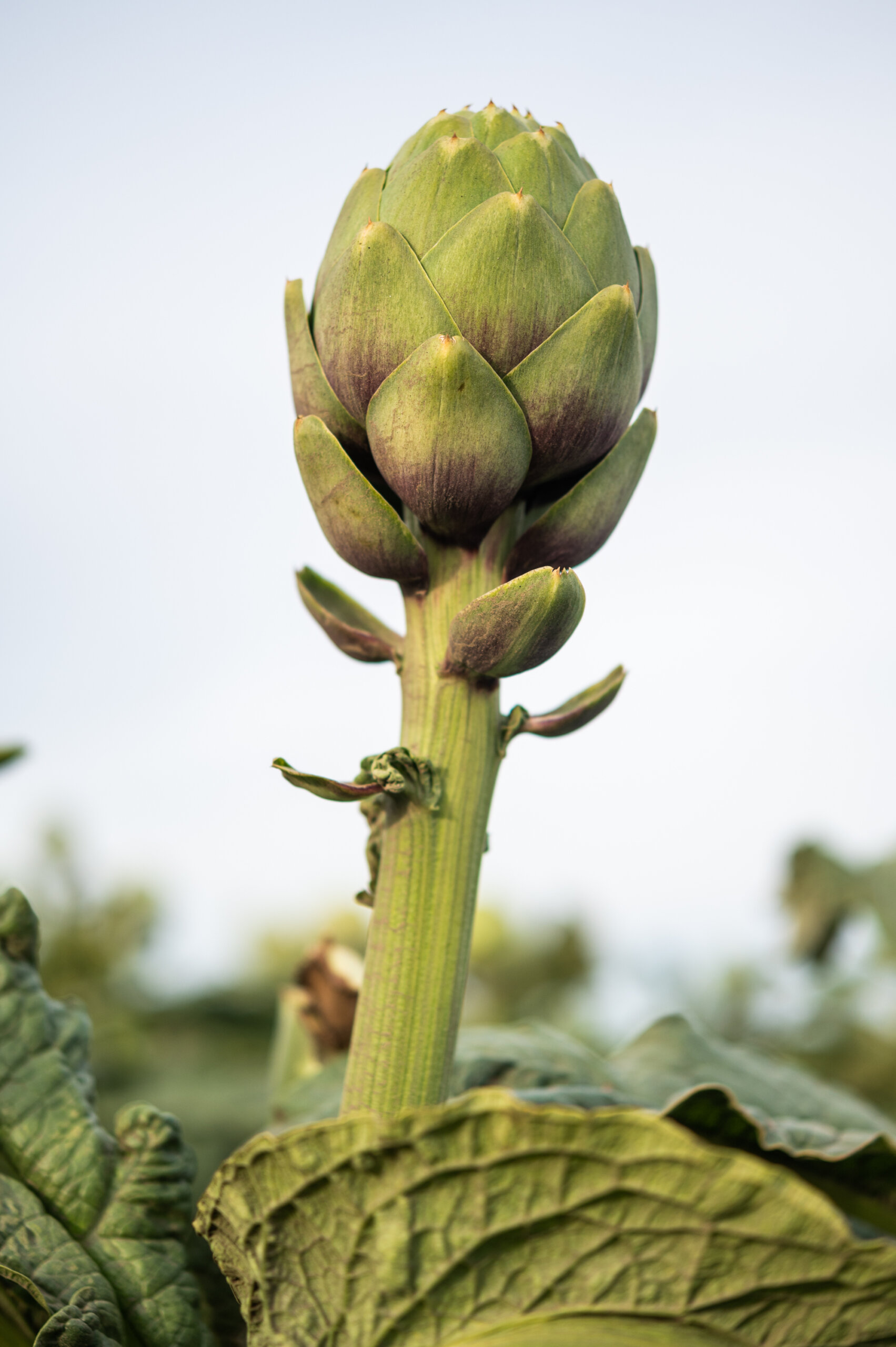 A young artichoke towers over a field at Ocean Mist