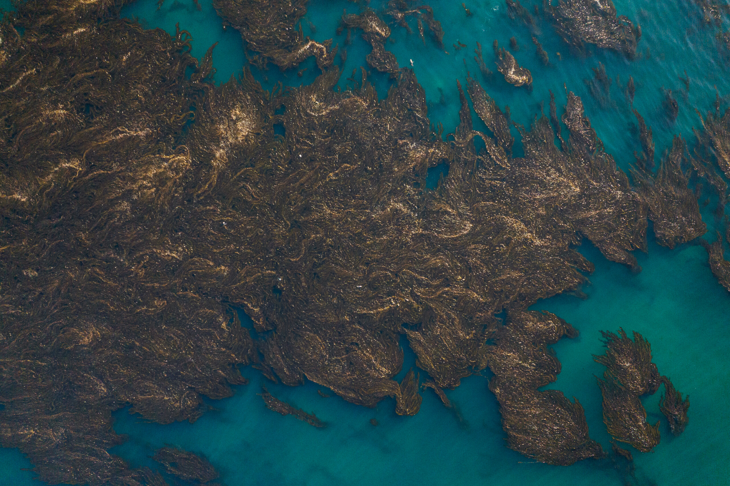 Overhead view of a kelp bed floating off the coast of Monterey