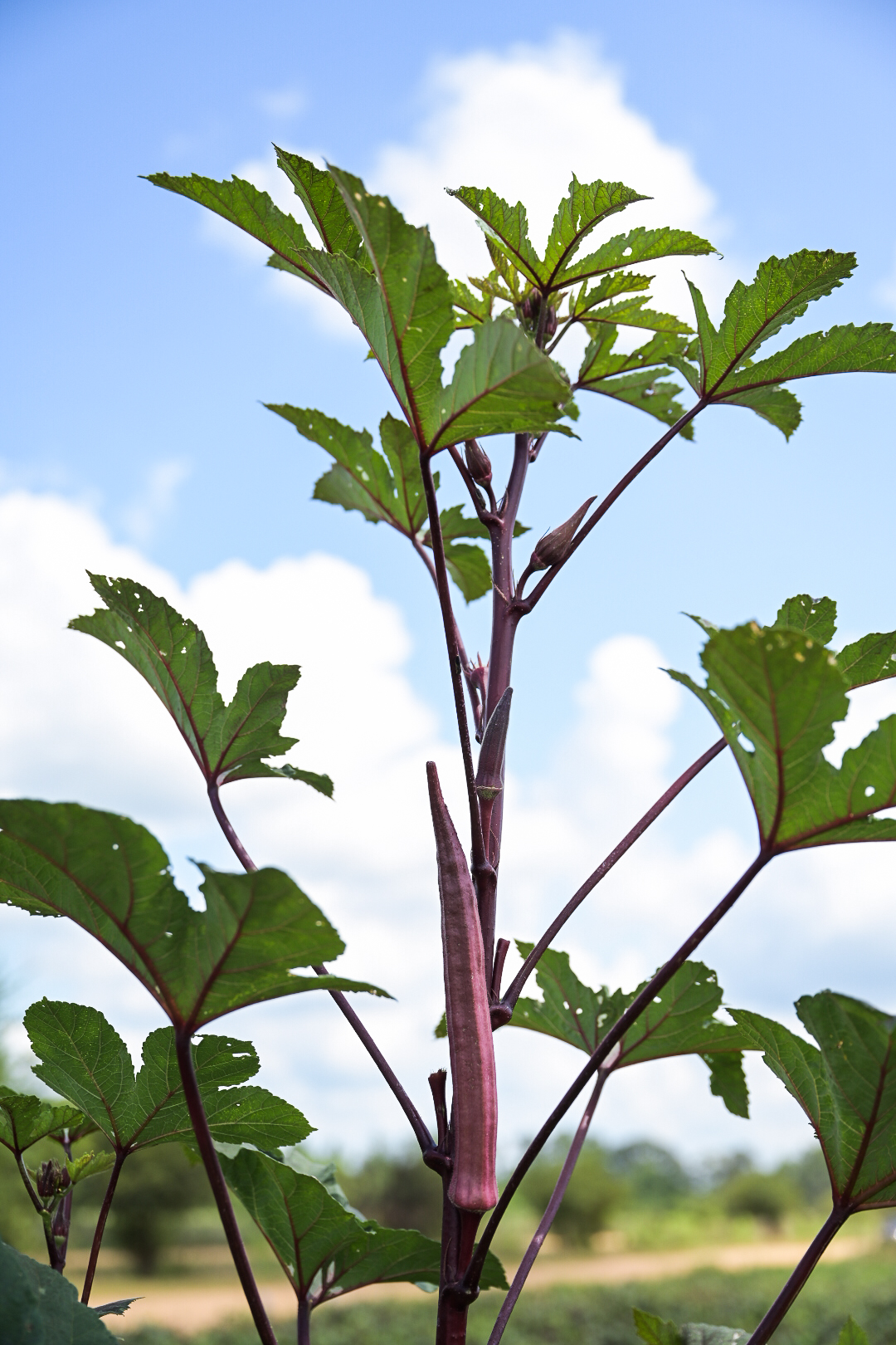 Red okra grows tall on a farm in Wiggins, Mississippi