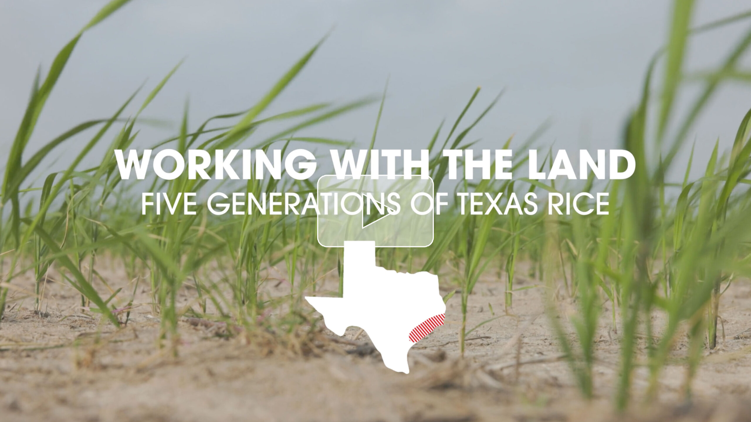 Screenshot previewing a video documenting Texas rice production