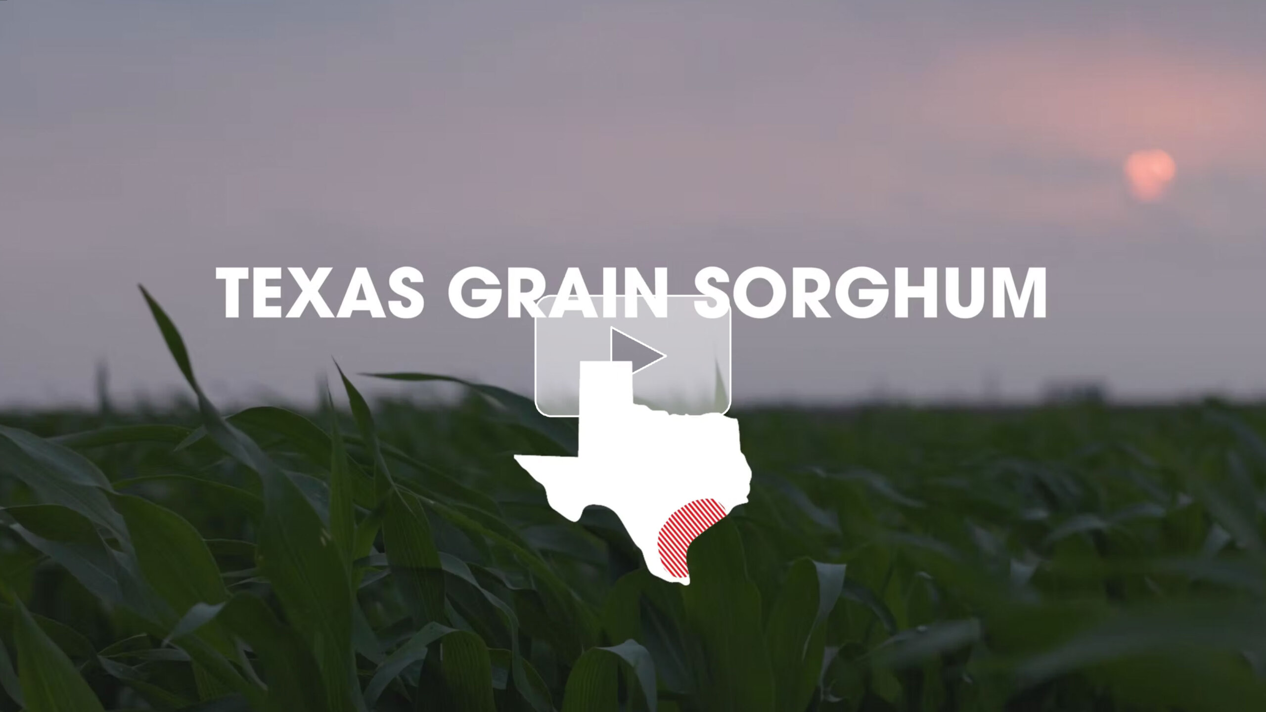 Screenshot preview of a video story about Texas grain sorghum