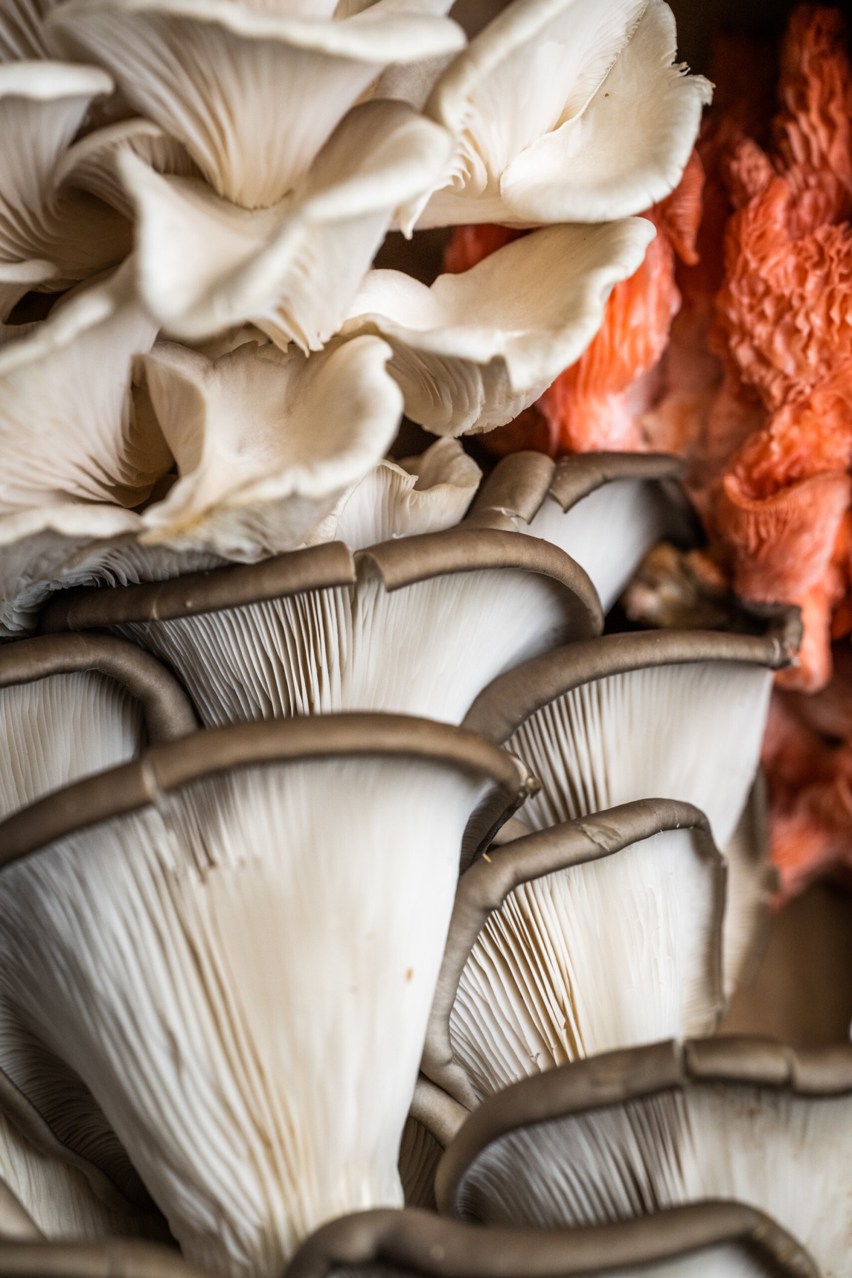 Mediterranean, phoenix and pink oyster mushrooms