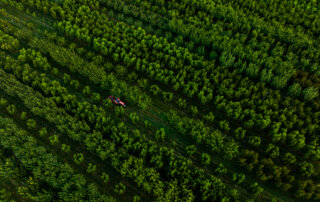 Aerial image of a tractor mowing in a stone fruit orchard