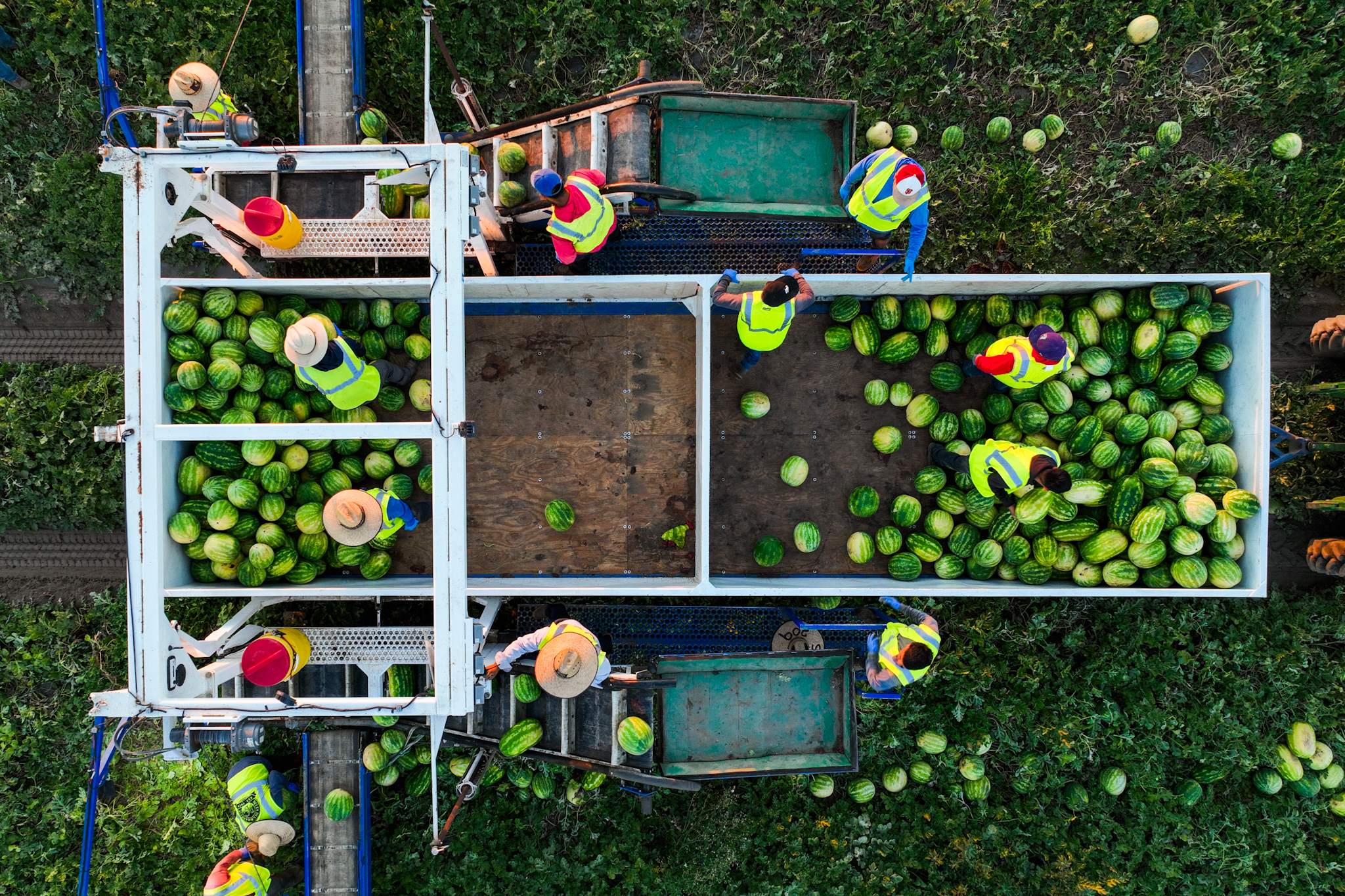 Overhead view of watermelons being harvested