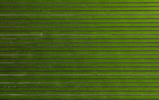Aerial view of a field of spinach growing near Monterey, California