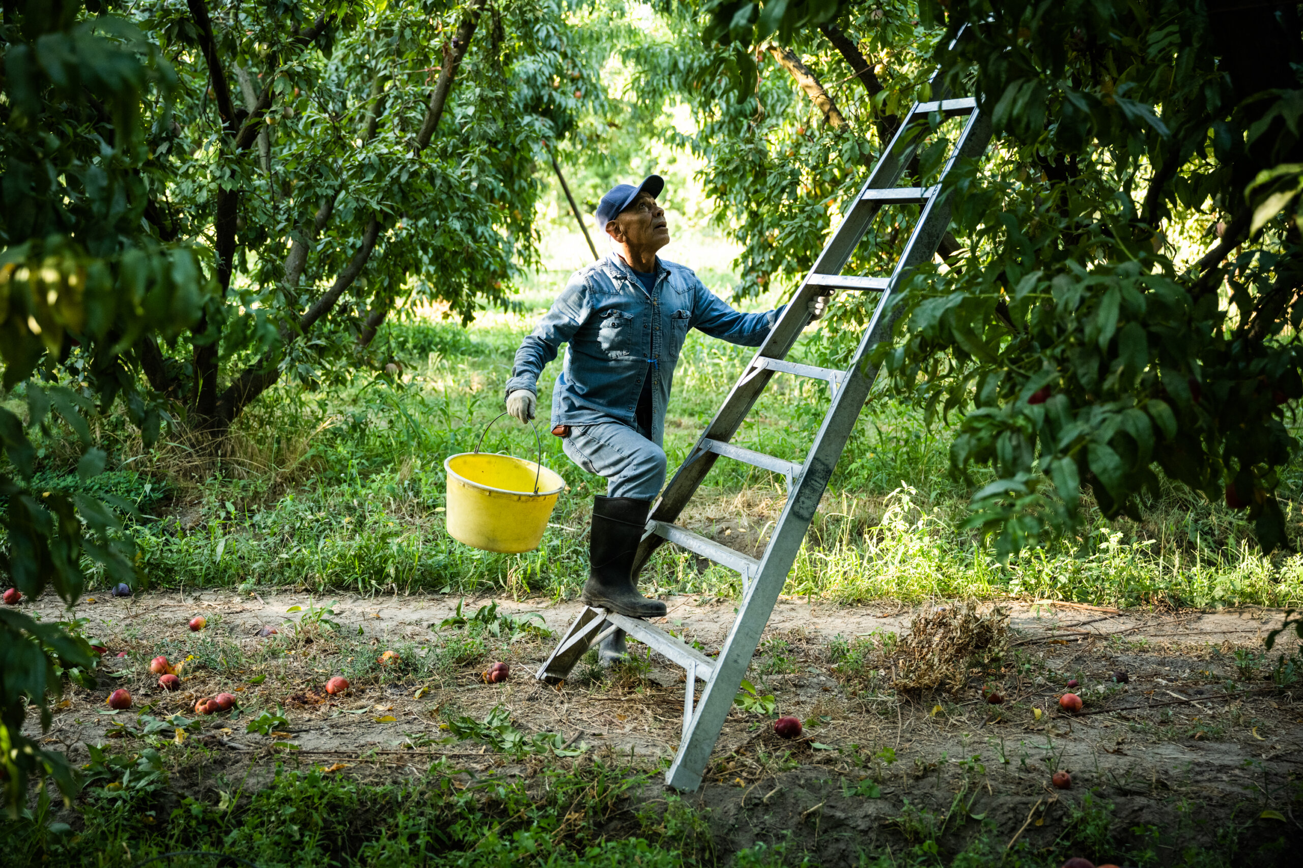 A fieldworker climbs a picking ladder to harvest stone fruit