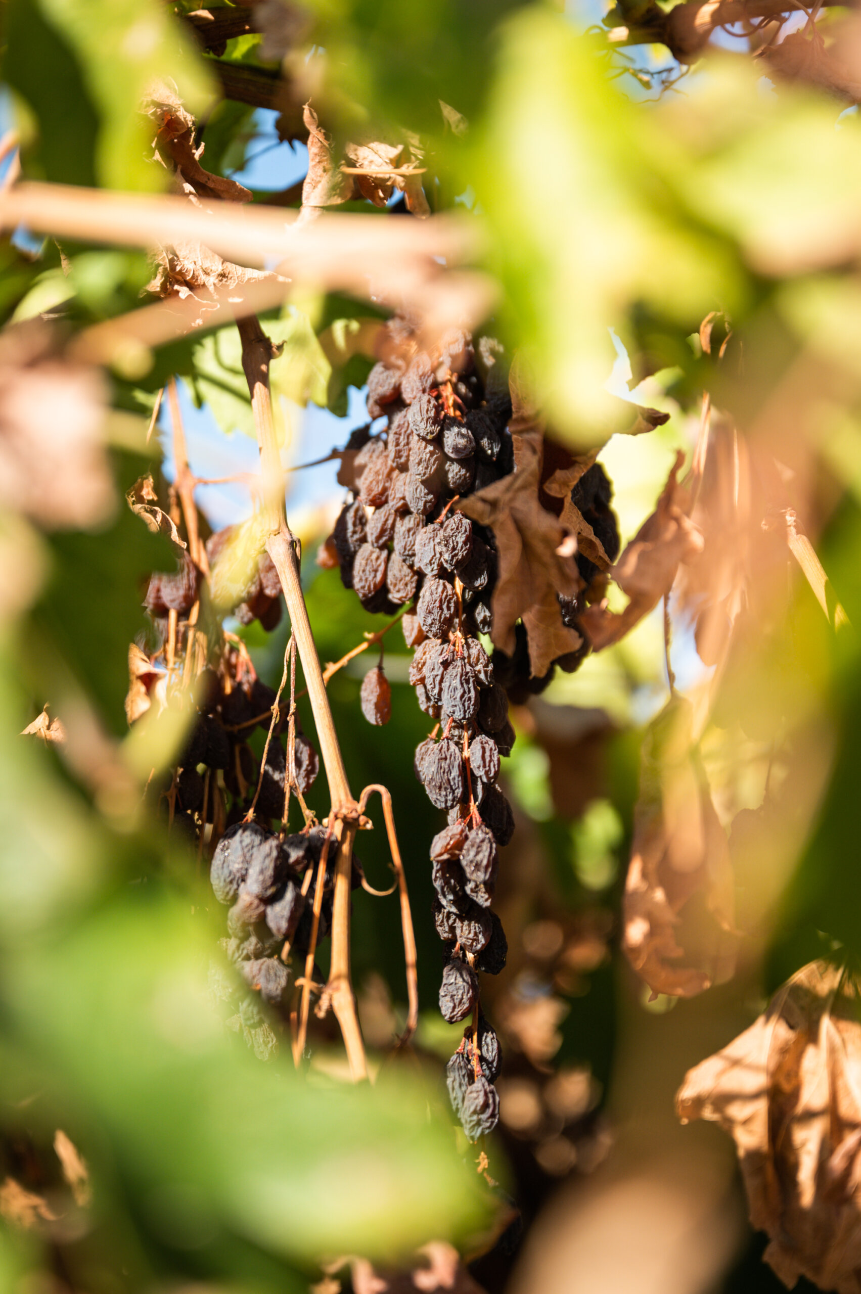 Vine-dried Selma Pete grapes