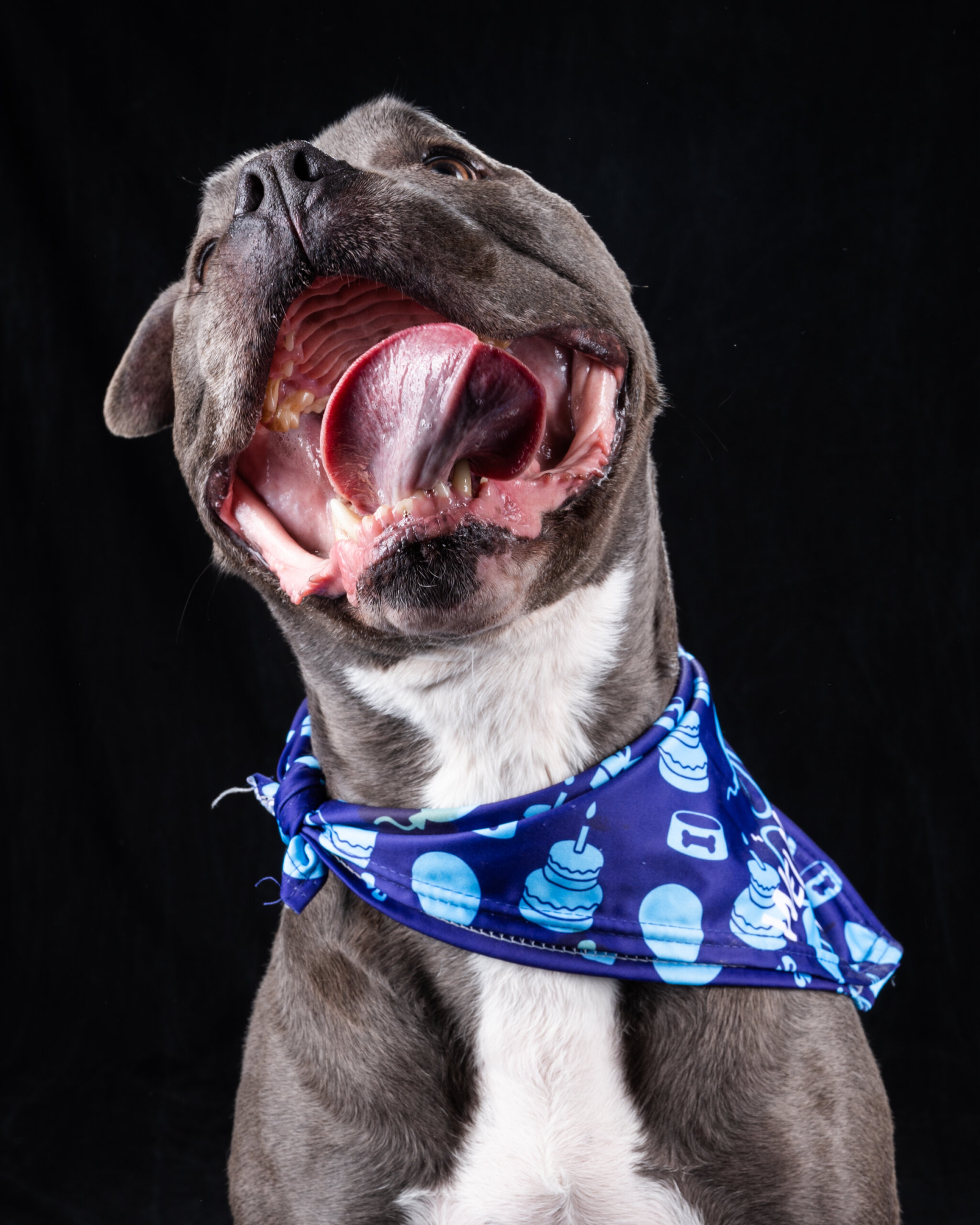 Pup portrait of Jeter smiling