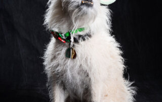 Pup portrait of Baxter in a Santa hat with Yoda ears