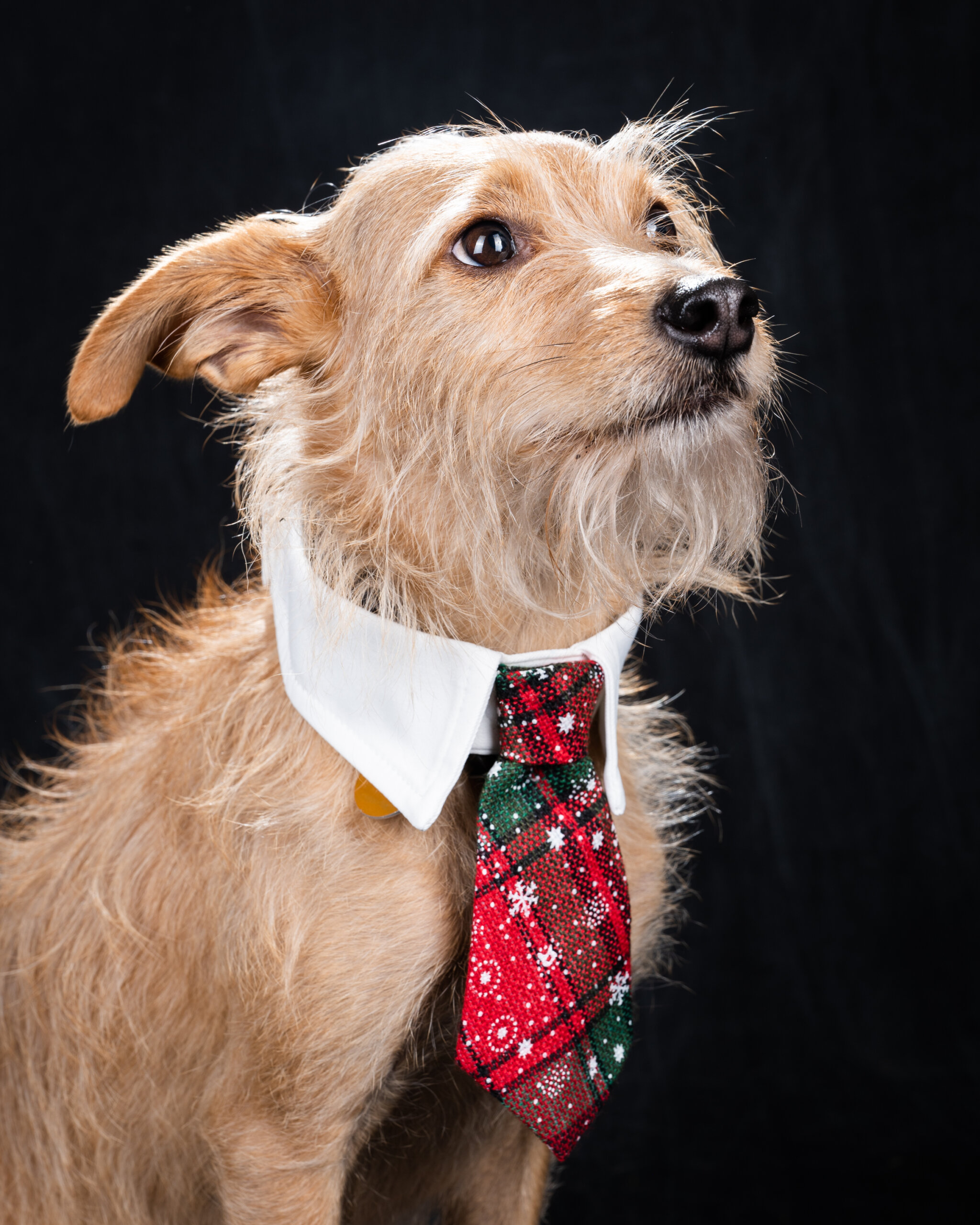 Pup portrait of Albie wearing a collar and tie