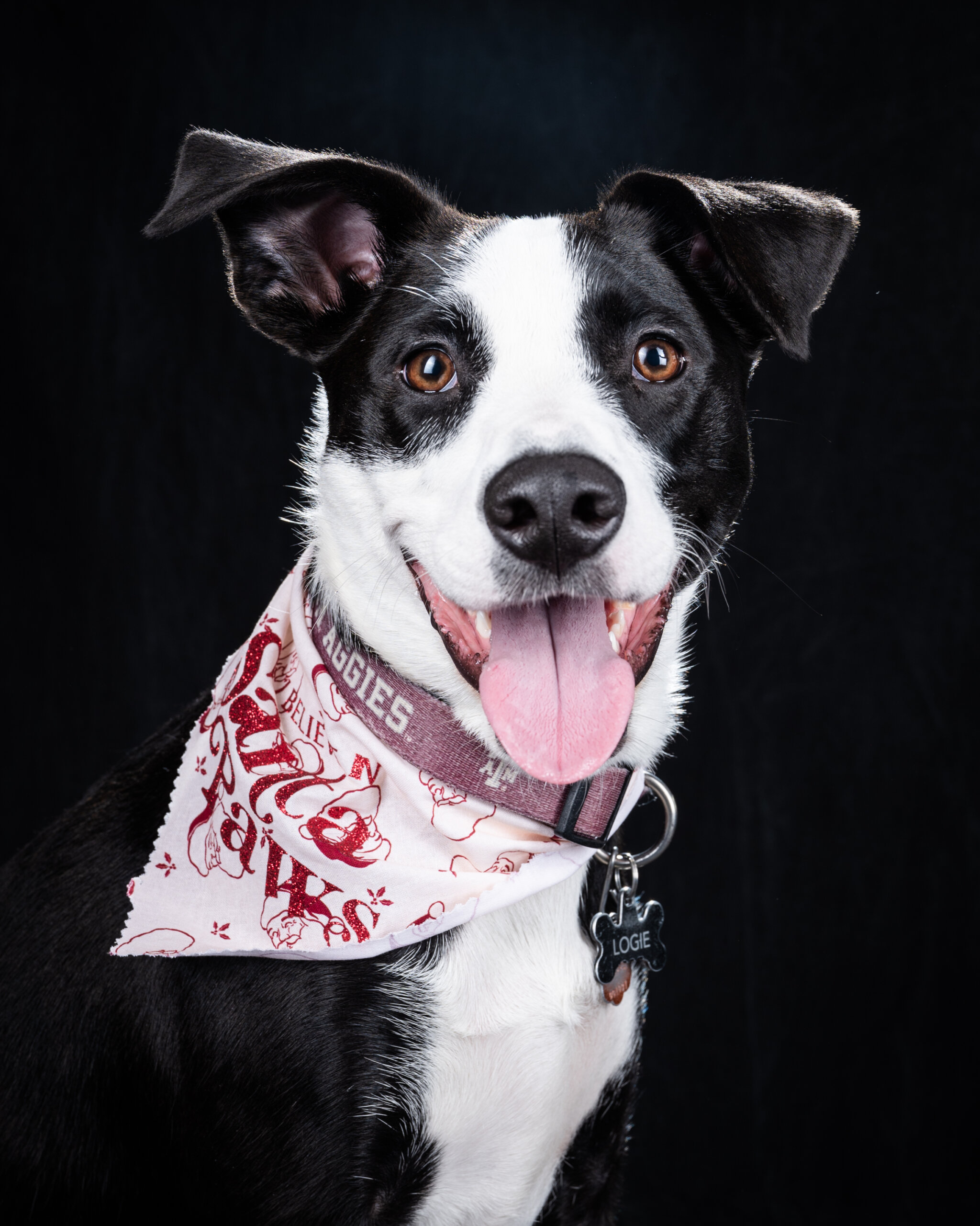 Pup portrait of Logie in a Santa Paws bandana