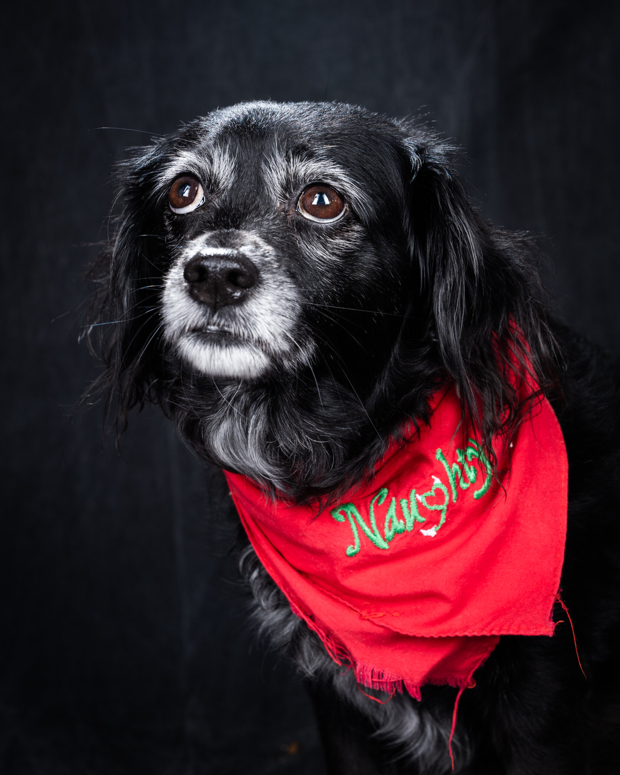Pup portrait of Shirley in her Naughty bandana