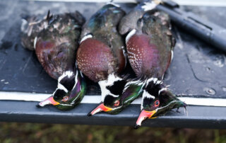 Three wood duck drakes harvested in Pearl River Wildlife Management Area