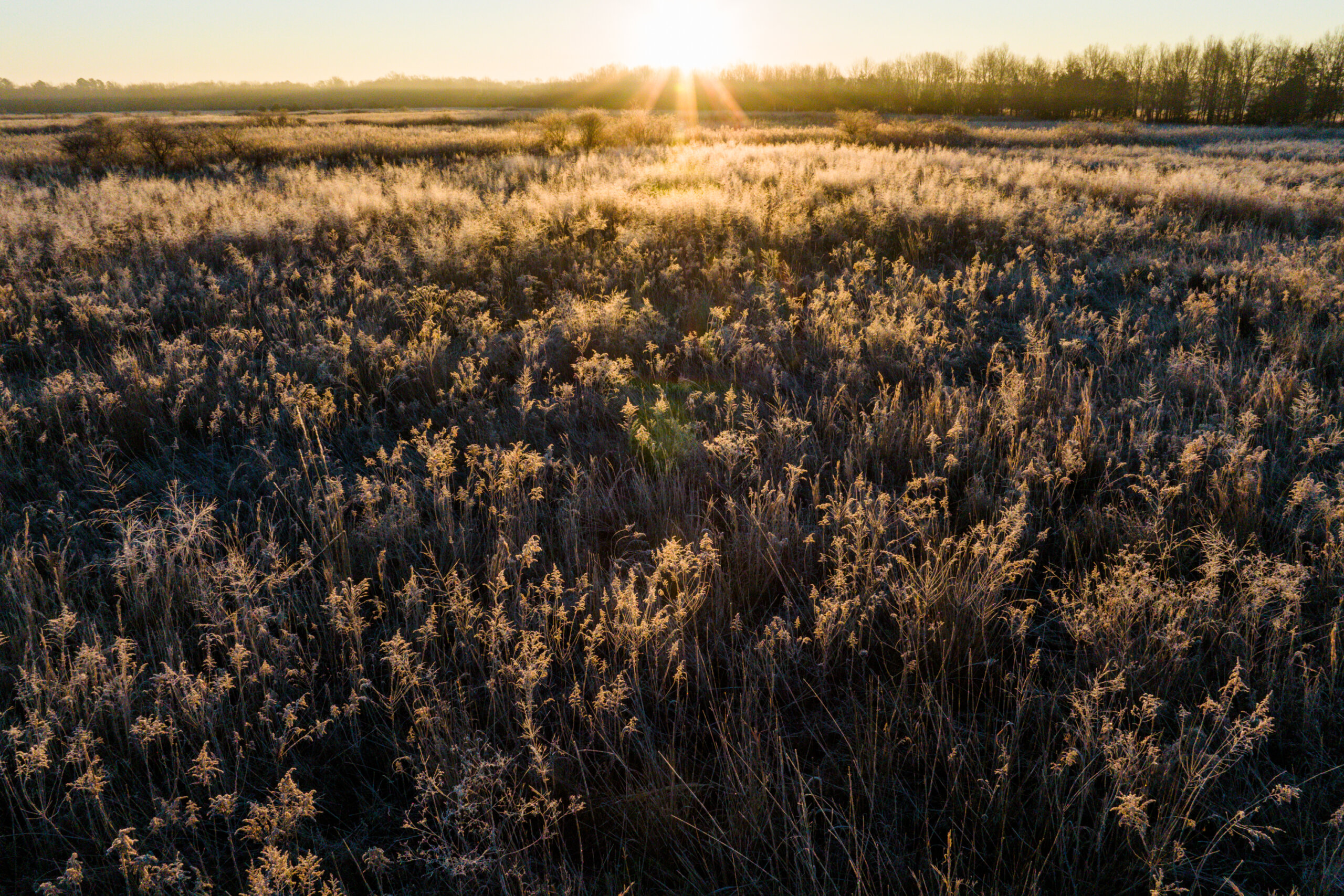 Sunrise over a frosty field of tall grass at Prairie Wildlife