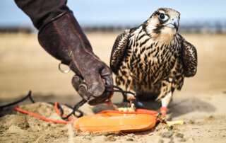 A falcon stand on a lure used for training recall after hunting flights