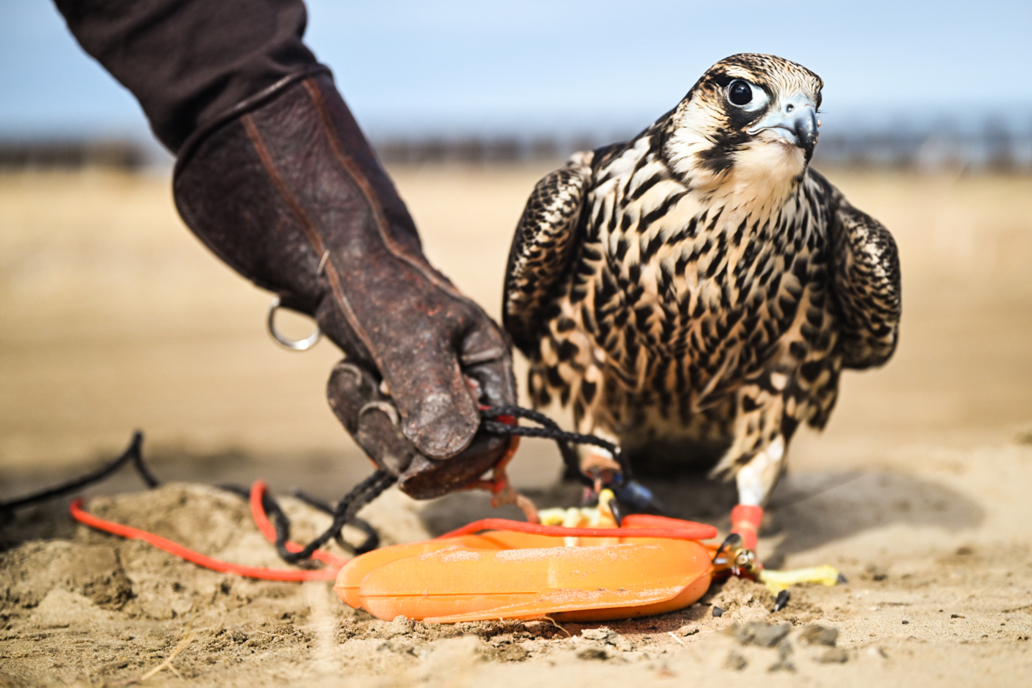 A falcon stand on a lure used for training recall after hunting flights