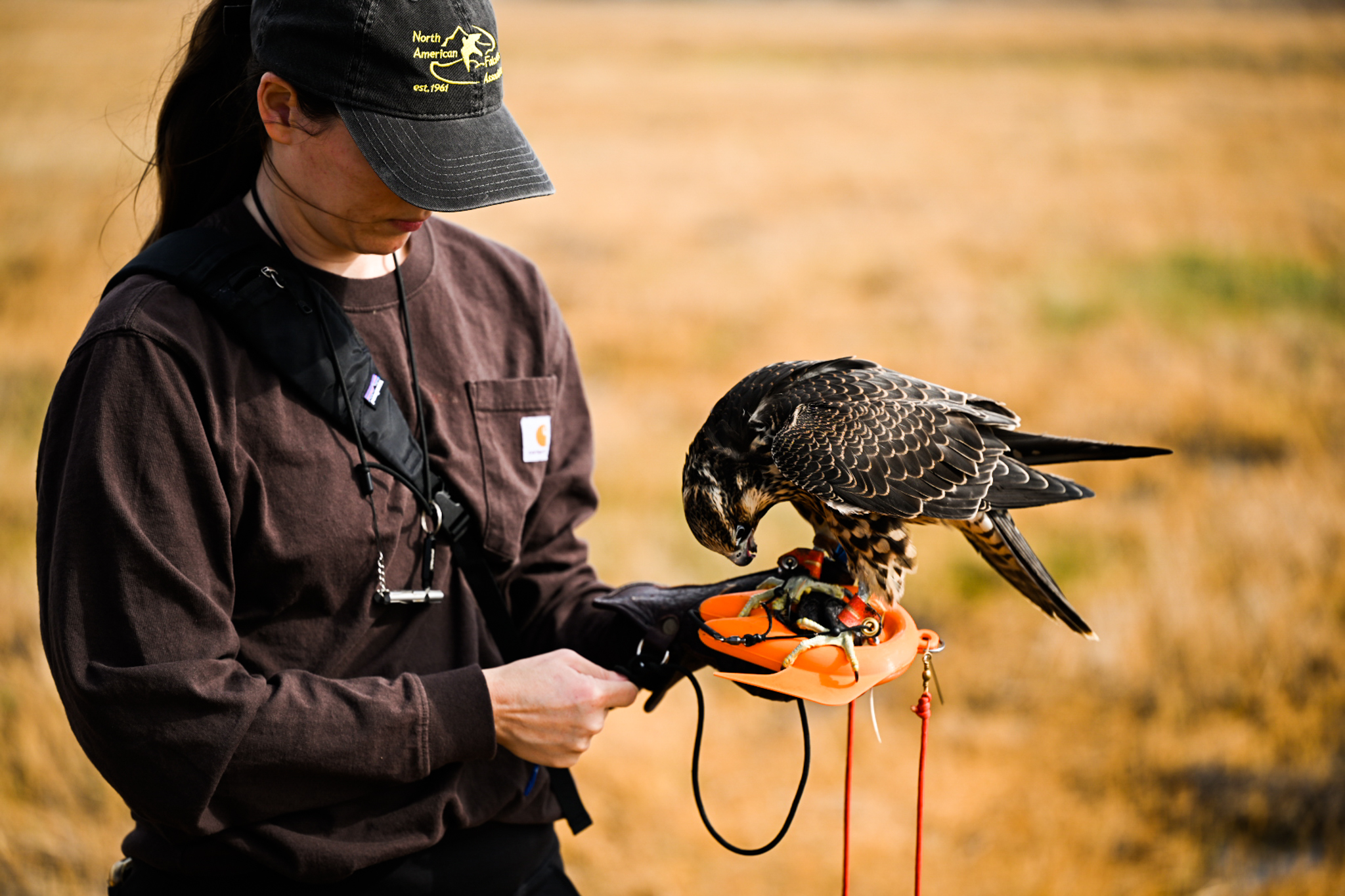 Britt Perry rewards her peregrine falcon, Crabcakes, after a difficult chase with a snipe