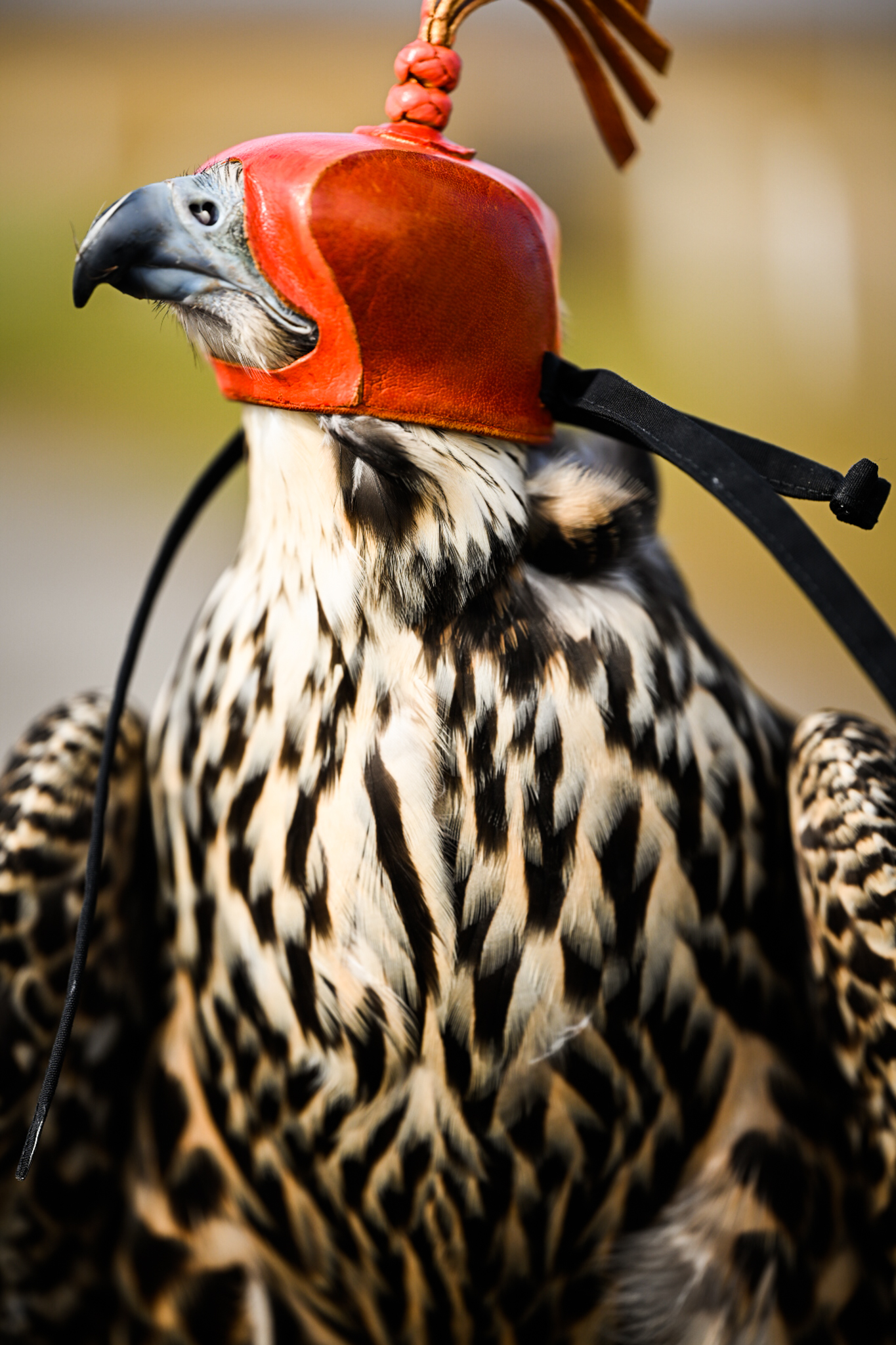 Crabcakes, the falcon, wearing a painted hood