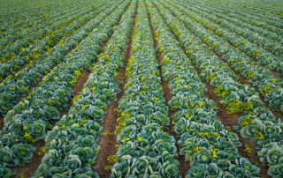 Aerial photo of cabbage growing in South Texas, near McAllen