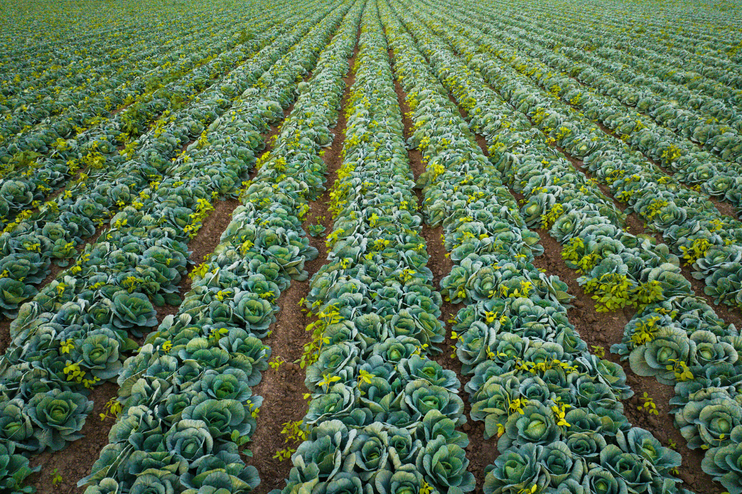 Aerial photo of cabbage growing in South Texas, near McAllen