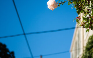 A rose grows high in a bush along a sidewalk in the Garden District of New Orleans.