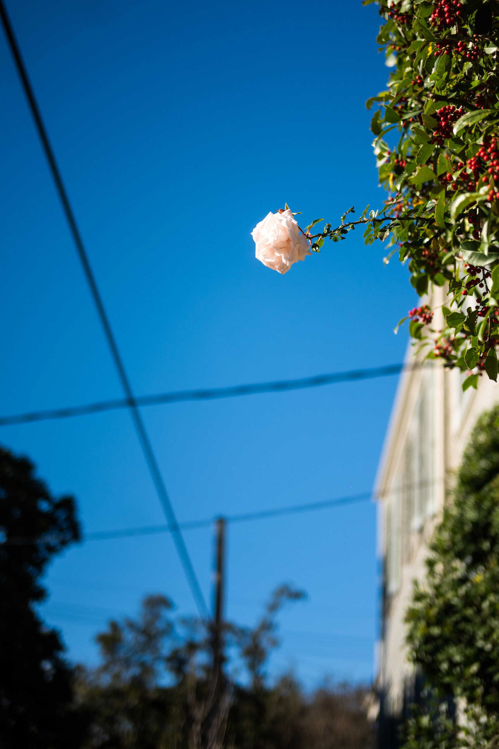 A rose grows high in a bush along a sidewalk in the Garden District of New Orleans.