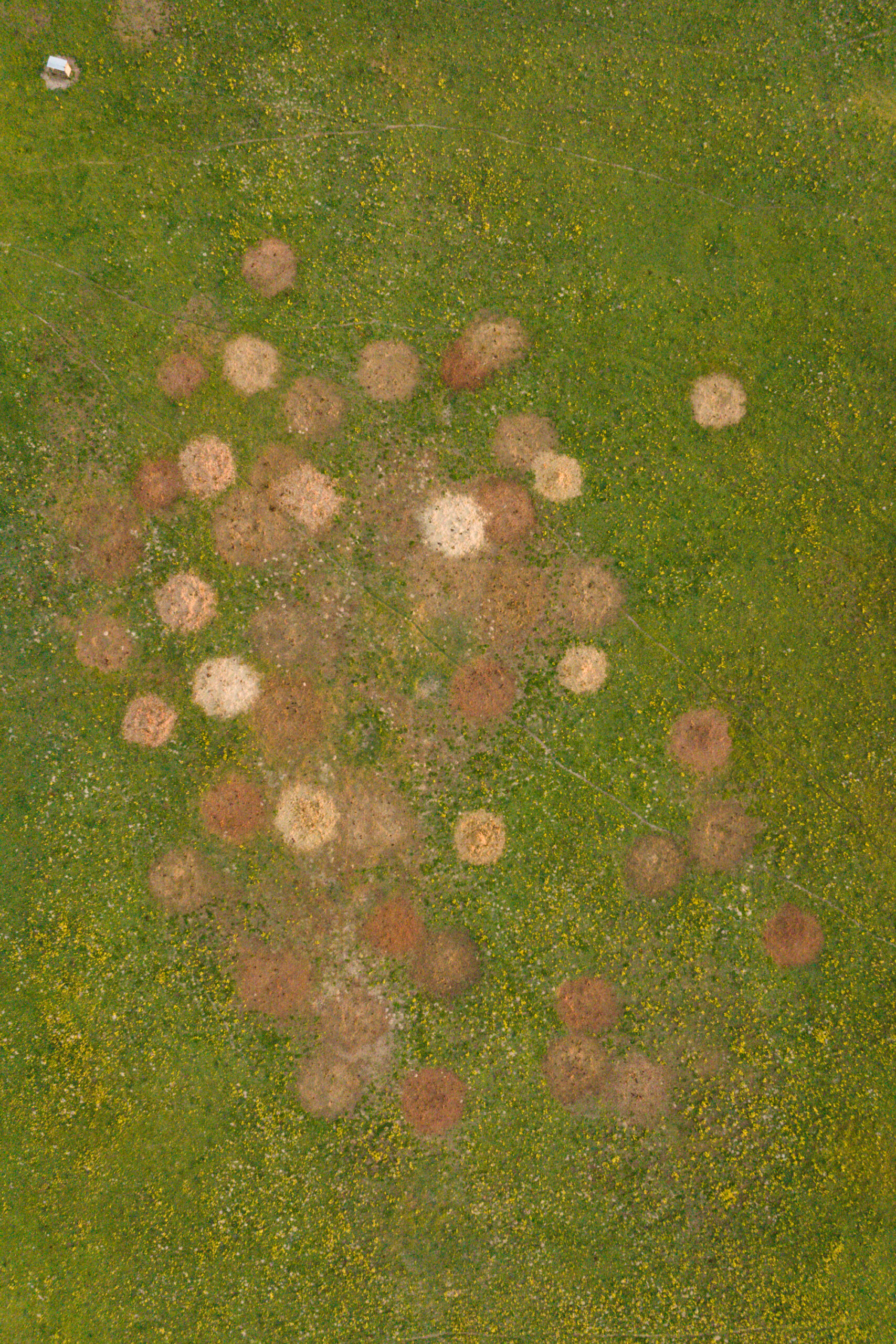 Aerial view of circles made on pasture by hay bails