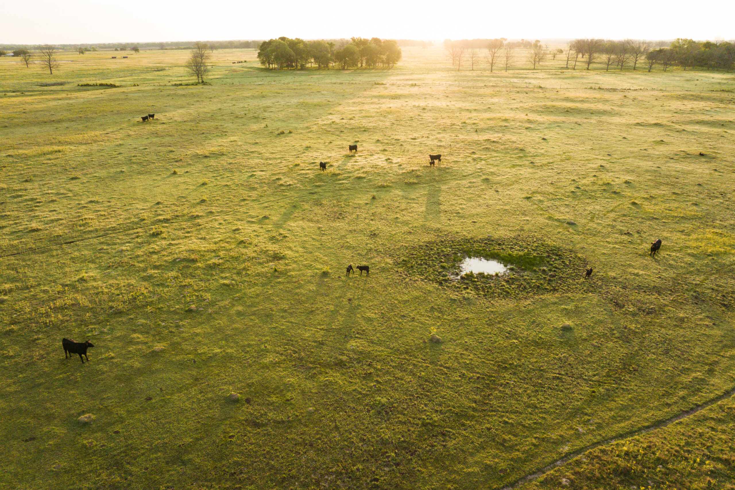 Brangus cattle on open pasture in east Texas