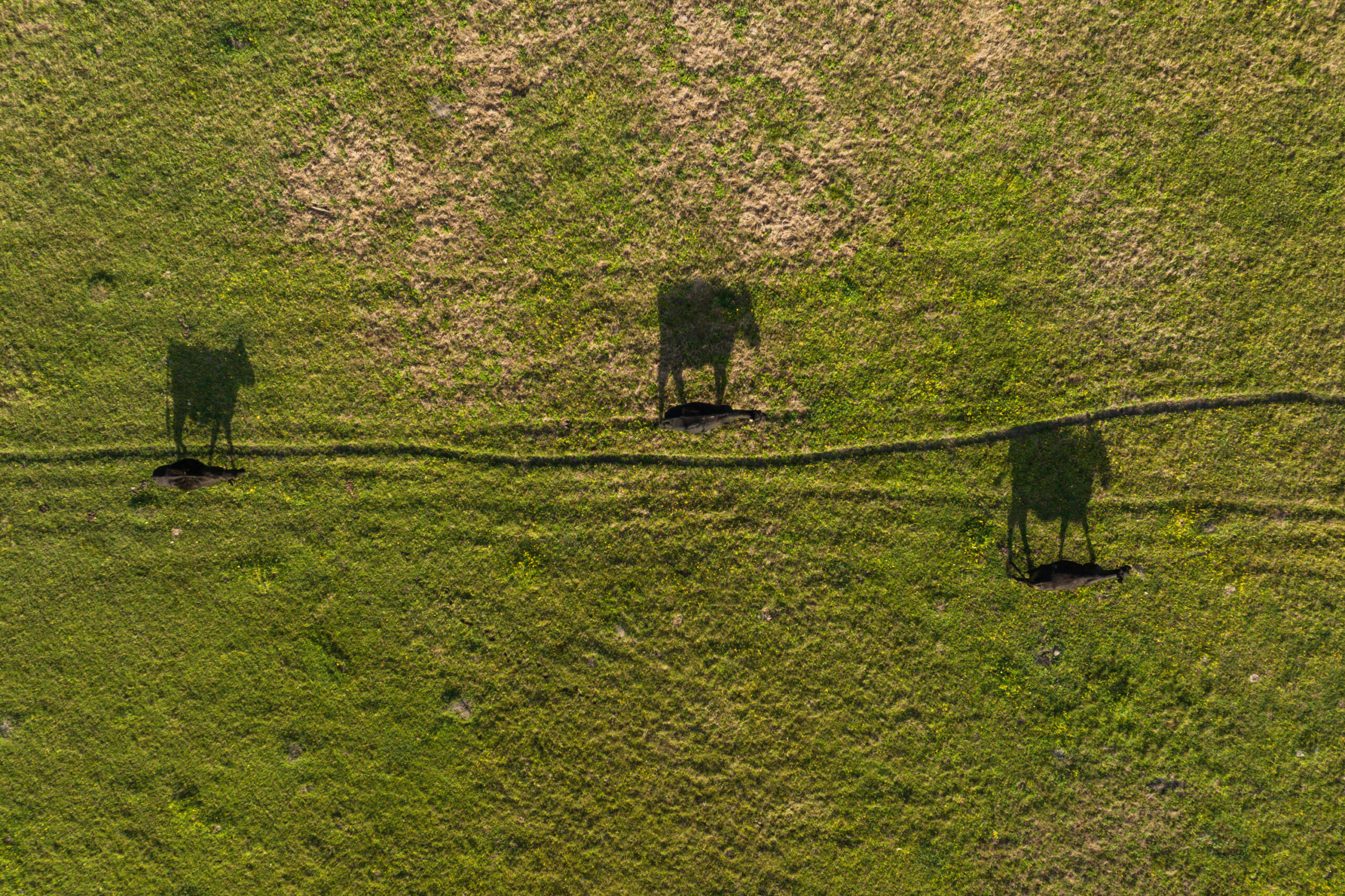 Overhead view of cattle walking a worn path