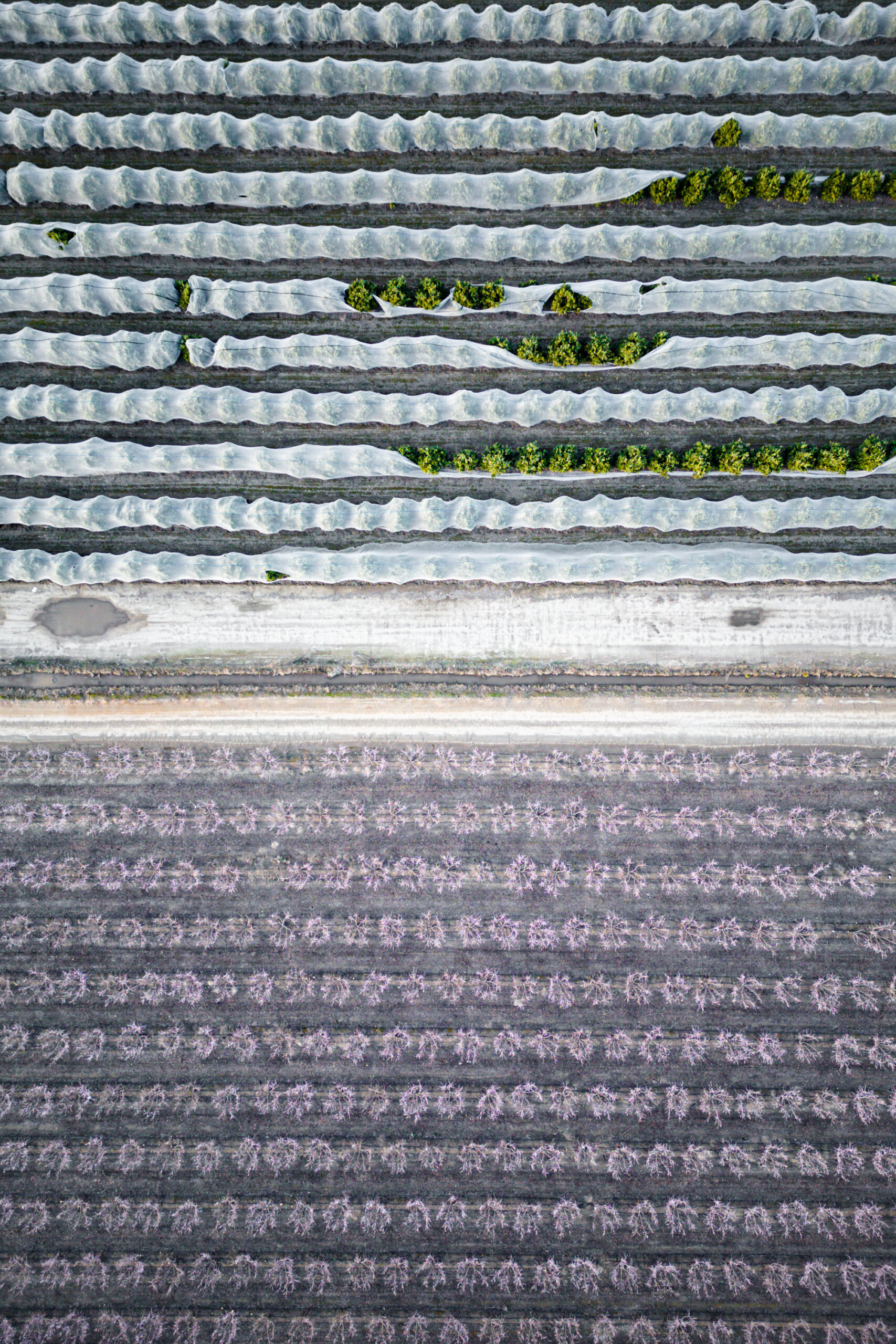 Aerial view of dozens of netted citrus trees next to a stone fruit orchard