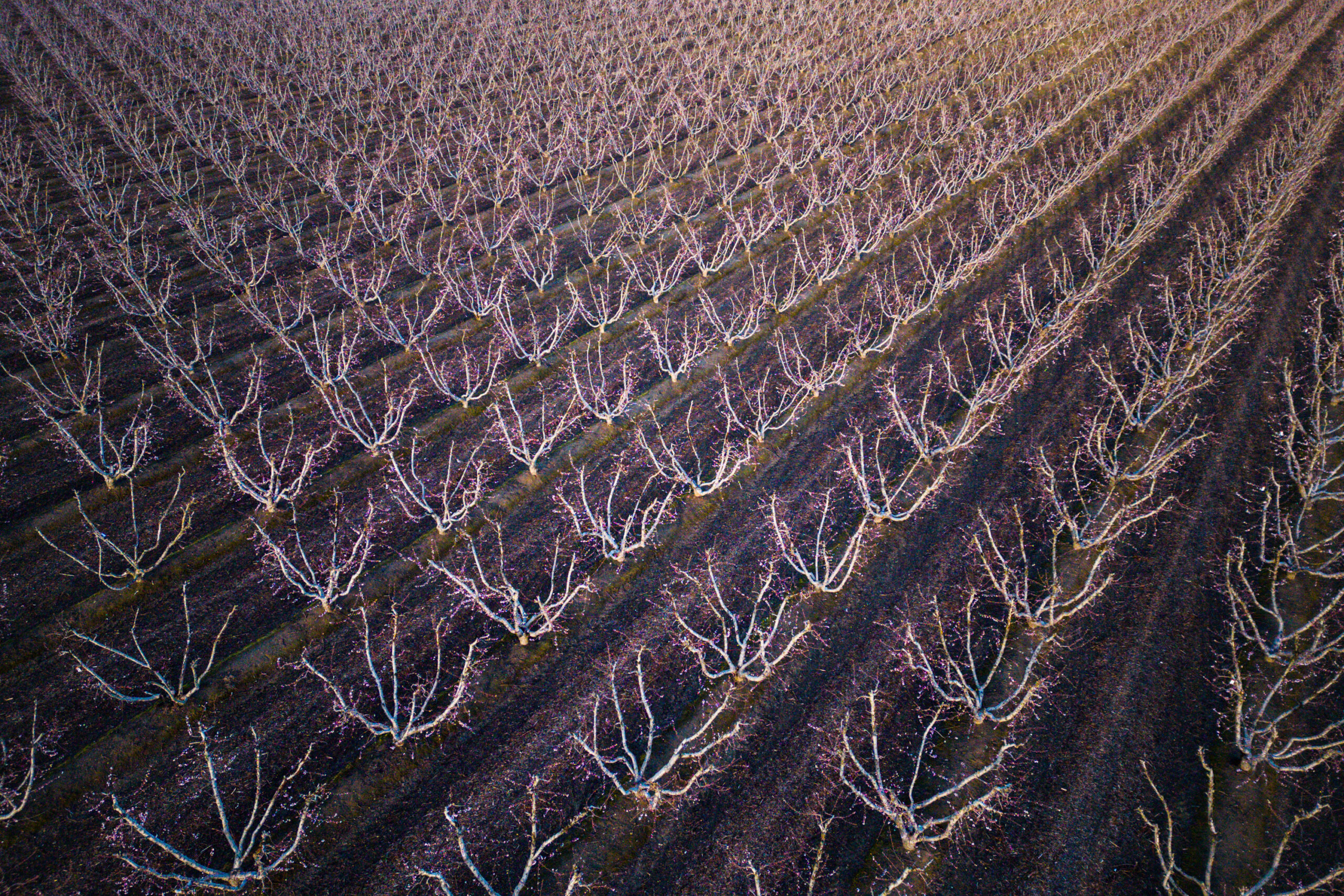 Textures and lines created by an aerial view of young stone fruit trees in bloom