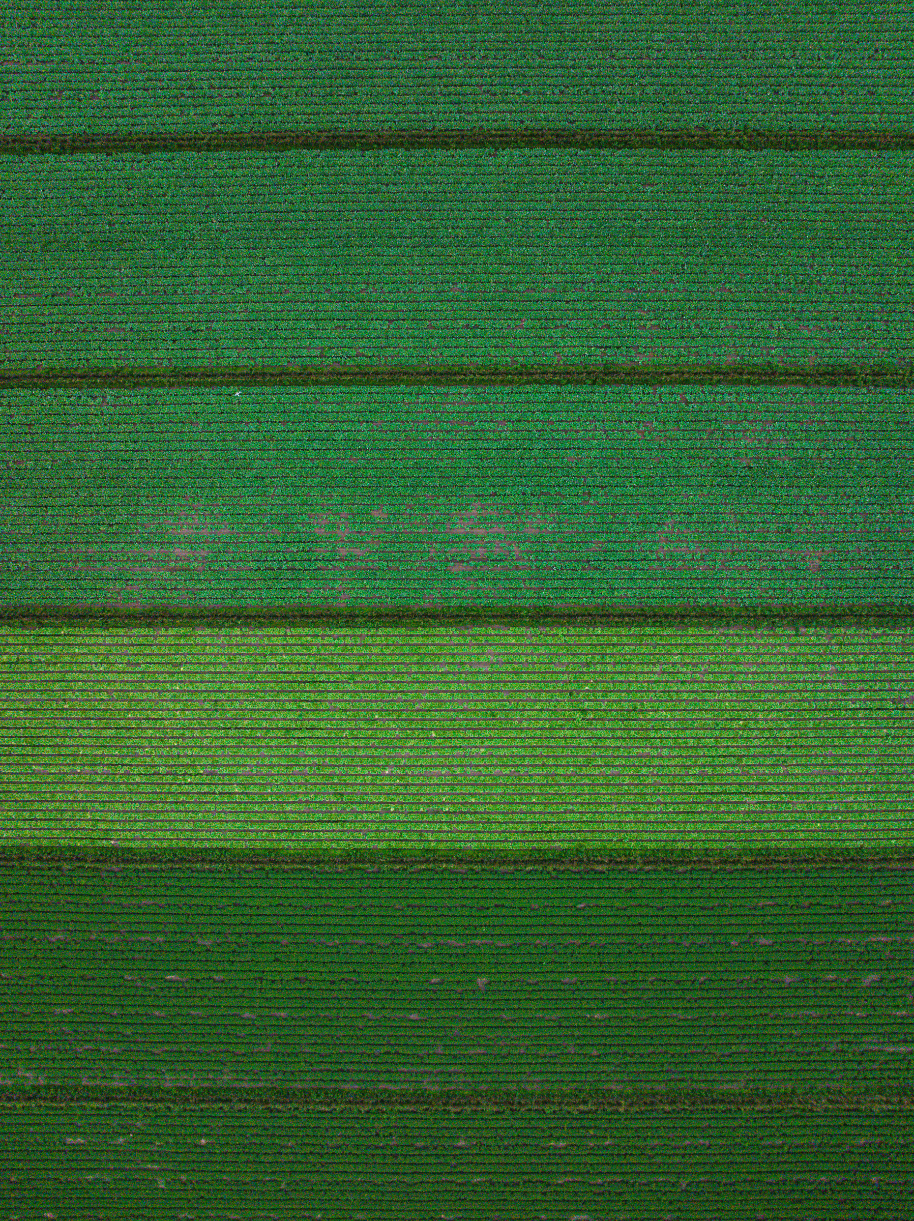 Gradations in green looking down over fields of produce at Little Bear in McAllen, Texas