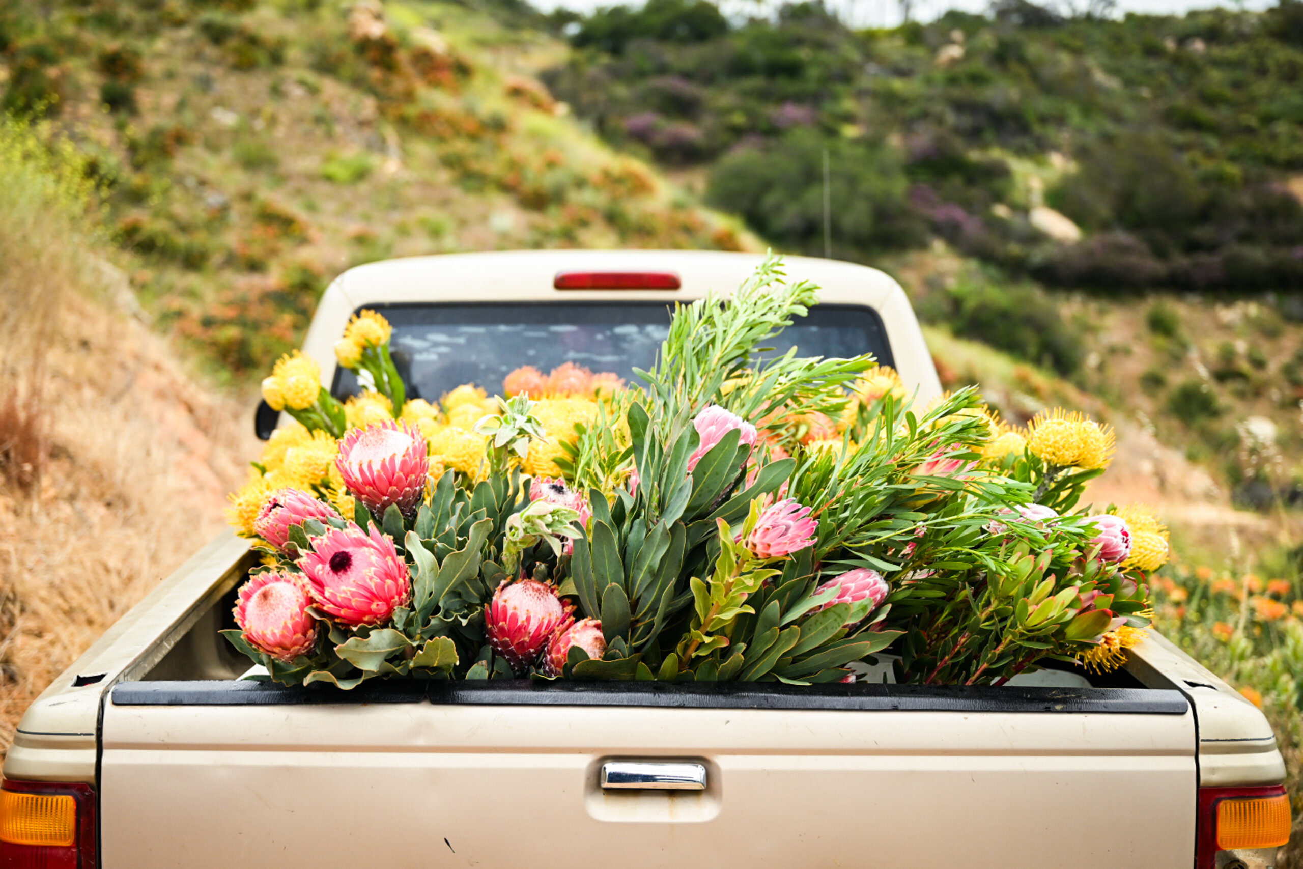 A truck bed filled with proteas harvested at Resendiz Brothers in Rainbow, California