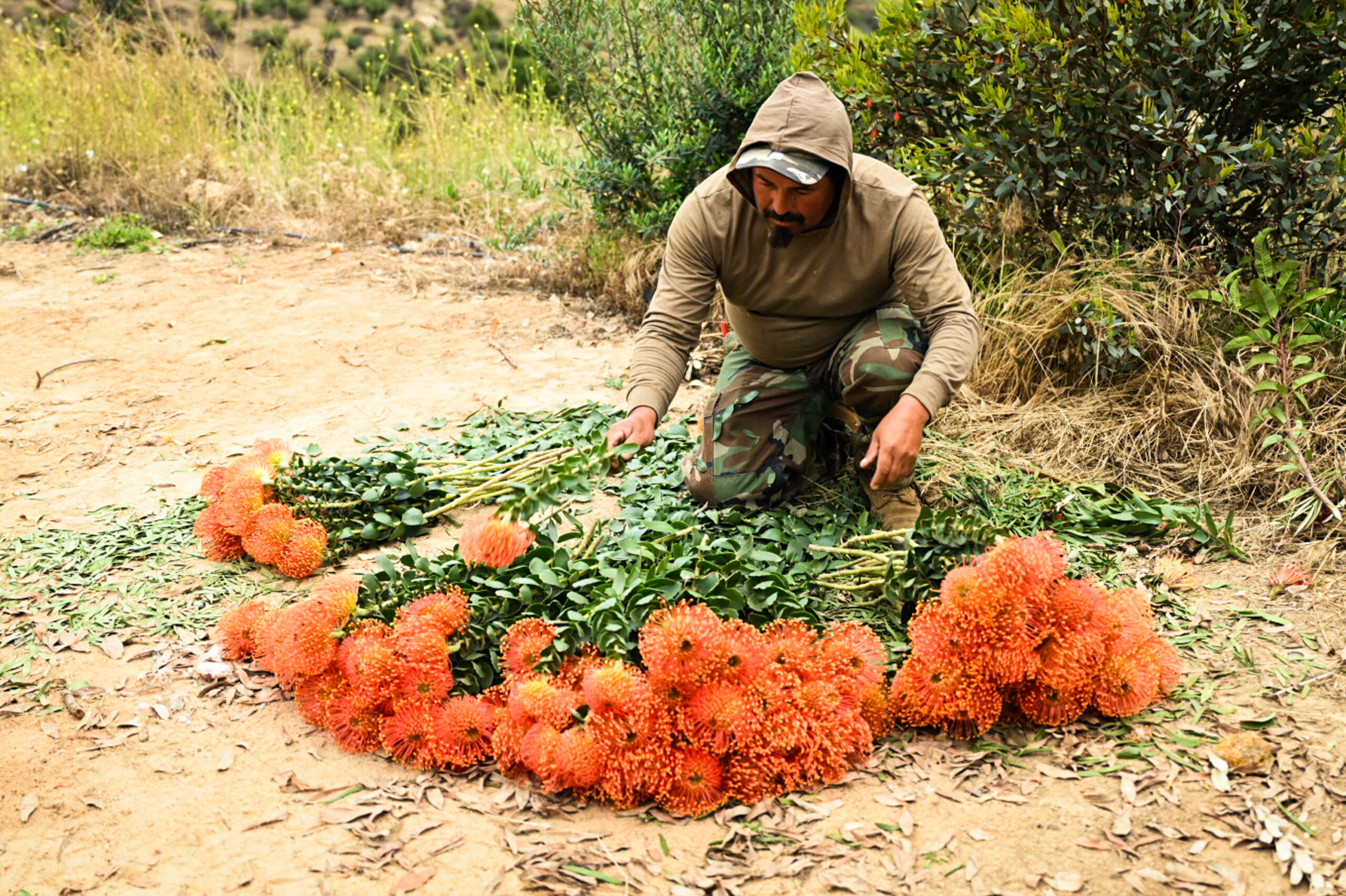 A farmworker stripping leaves from stems of proteas