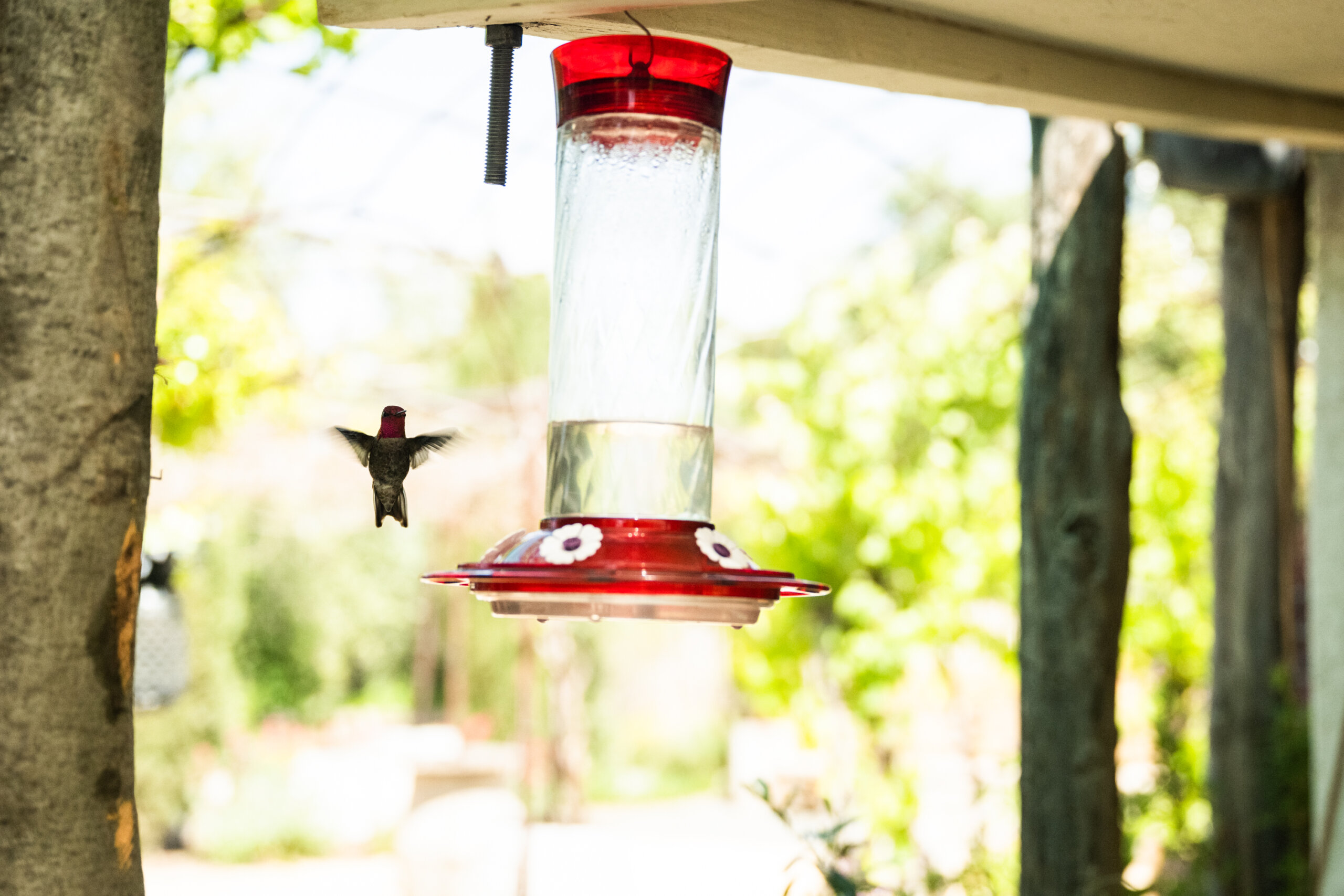A hummingbird visits the tasting counter