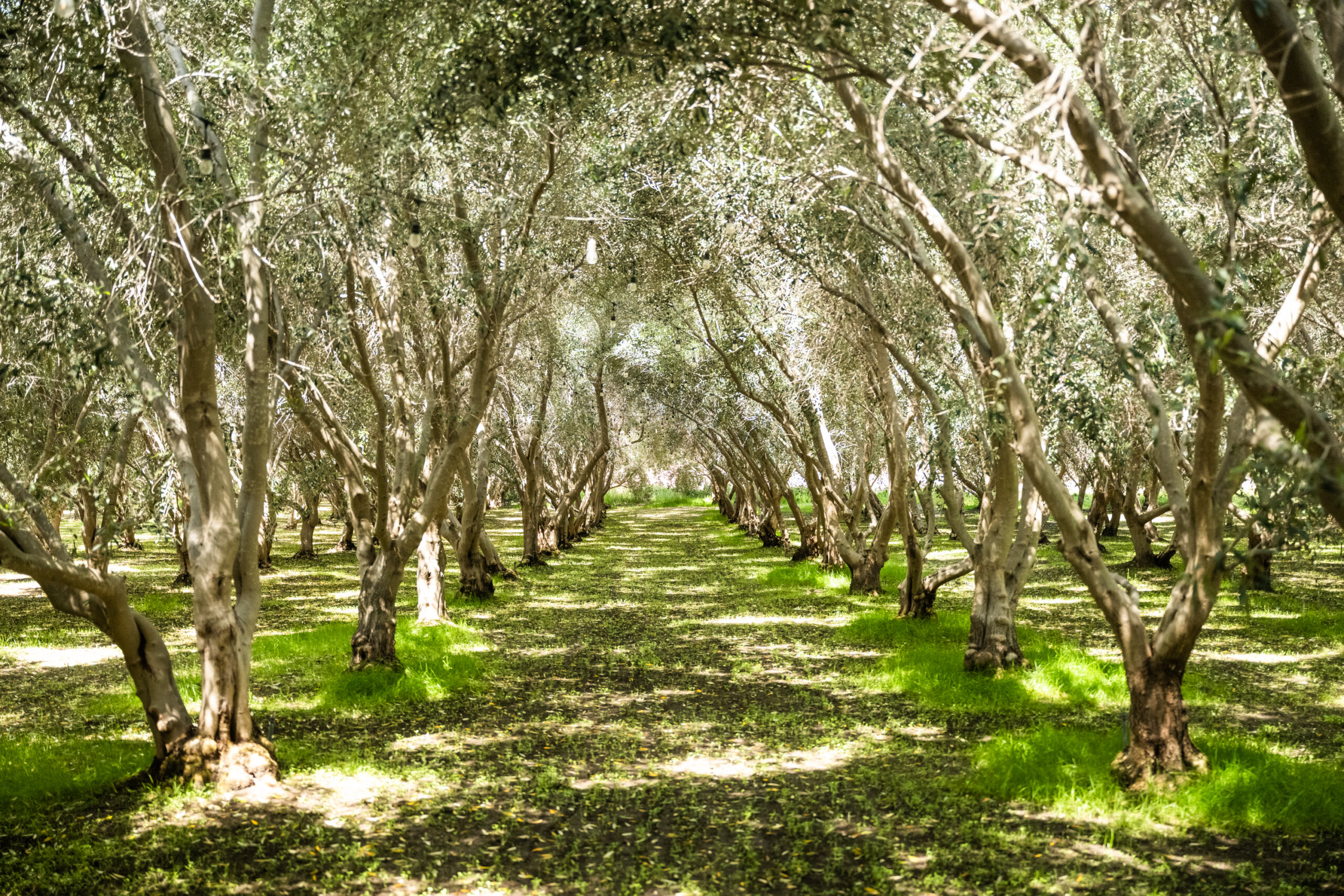 Inside the grove, under the canopy of the trees at Temecula Olive Oil Co