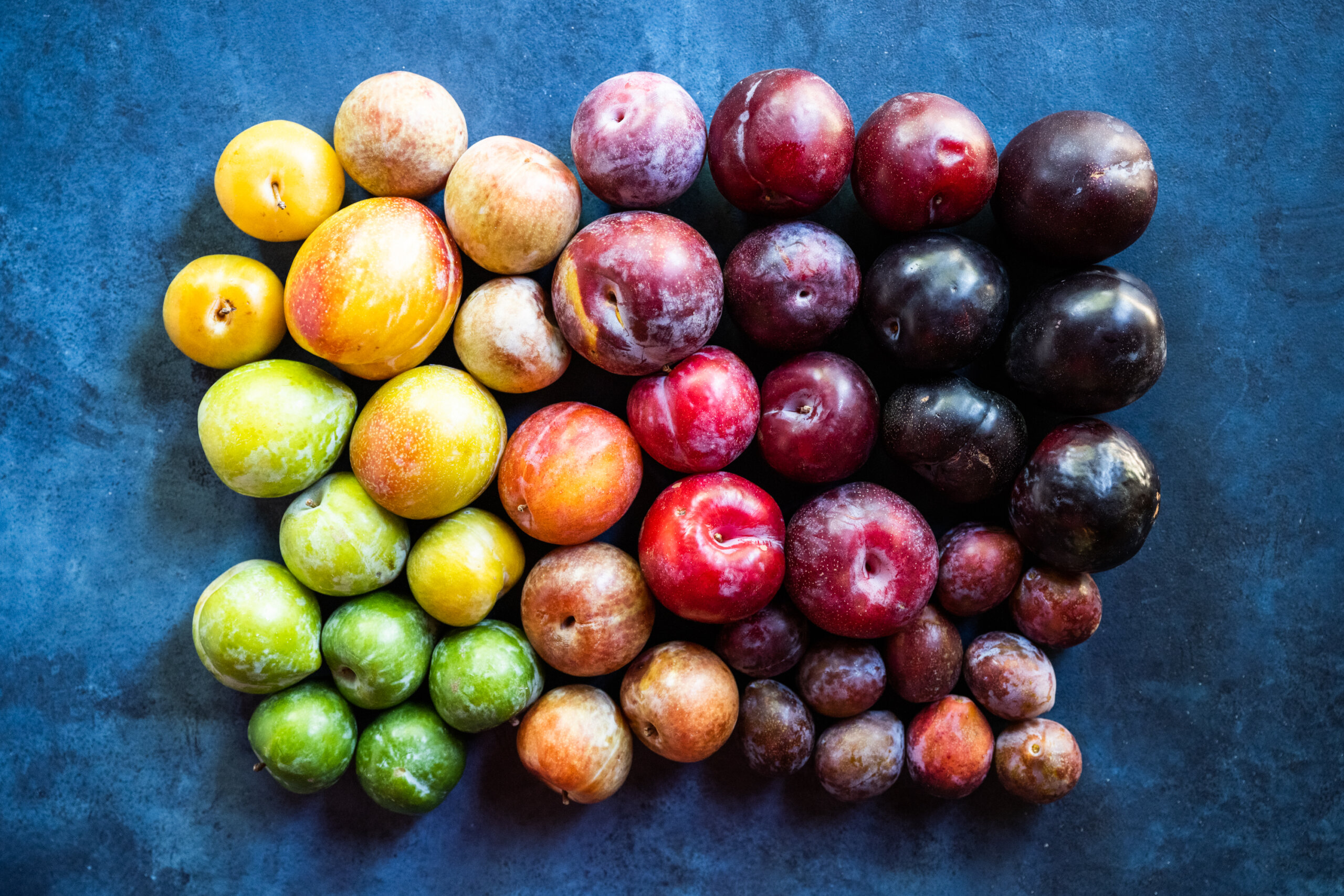 Colorful California plums arranged by color on a blue background