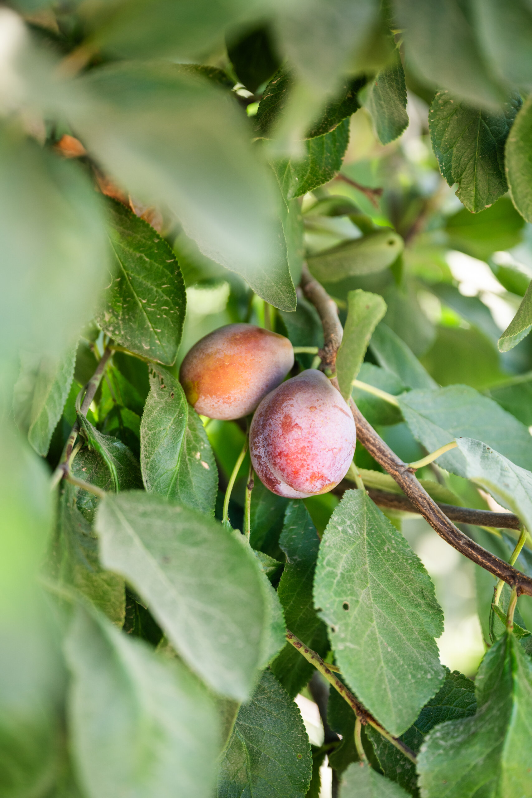 Fresh California prunes ripening on a tree in Madera