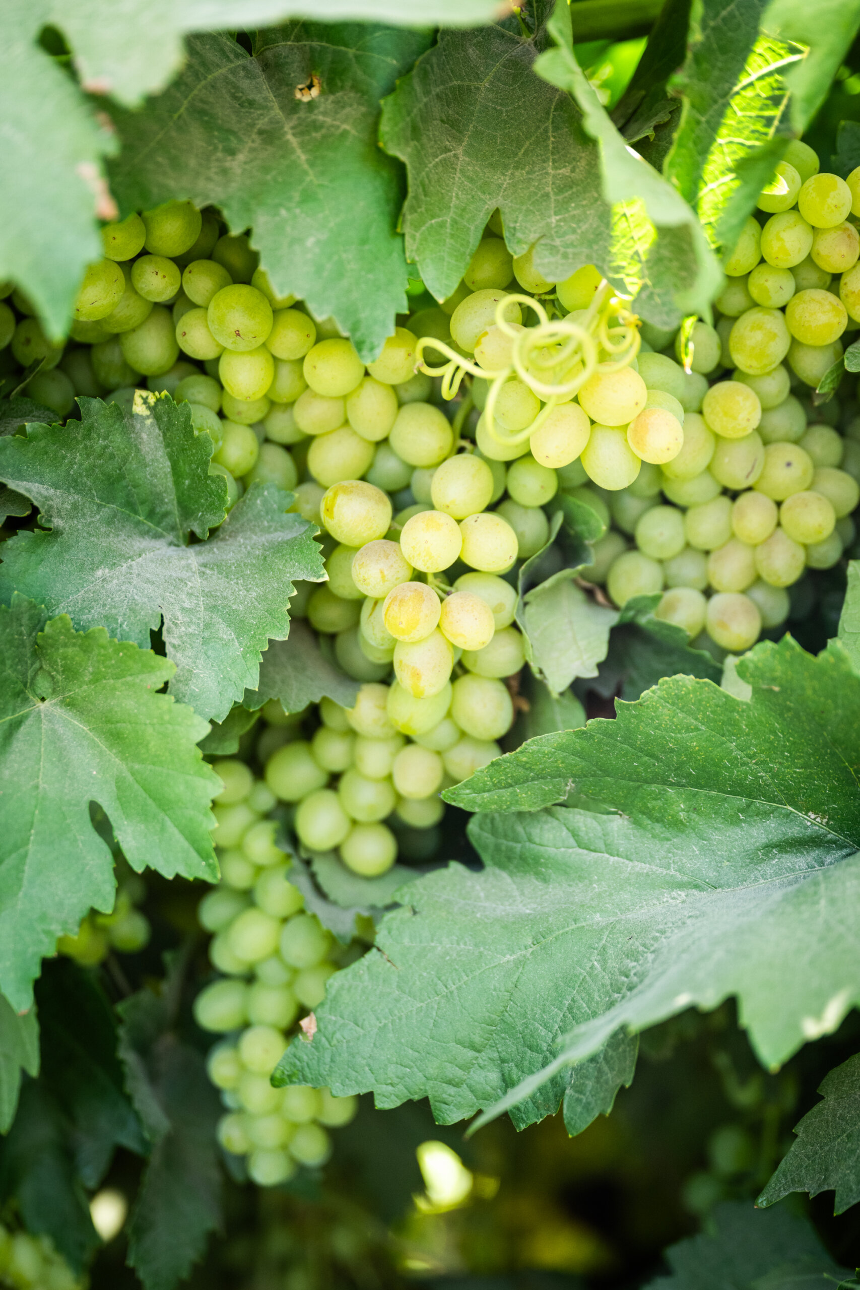 Selma Pete grapes, ripening before being dried on the vine for raisins