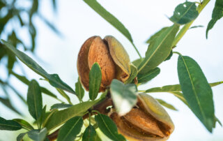 Husks opening around almonds growing in Madera, California