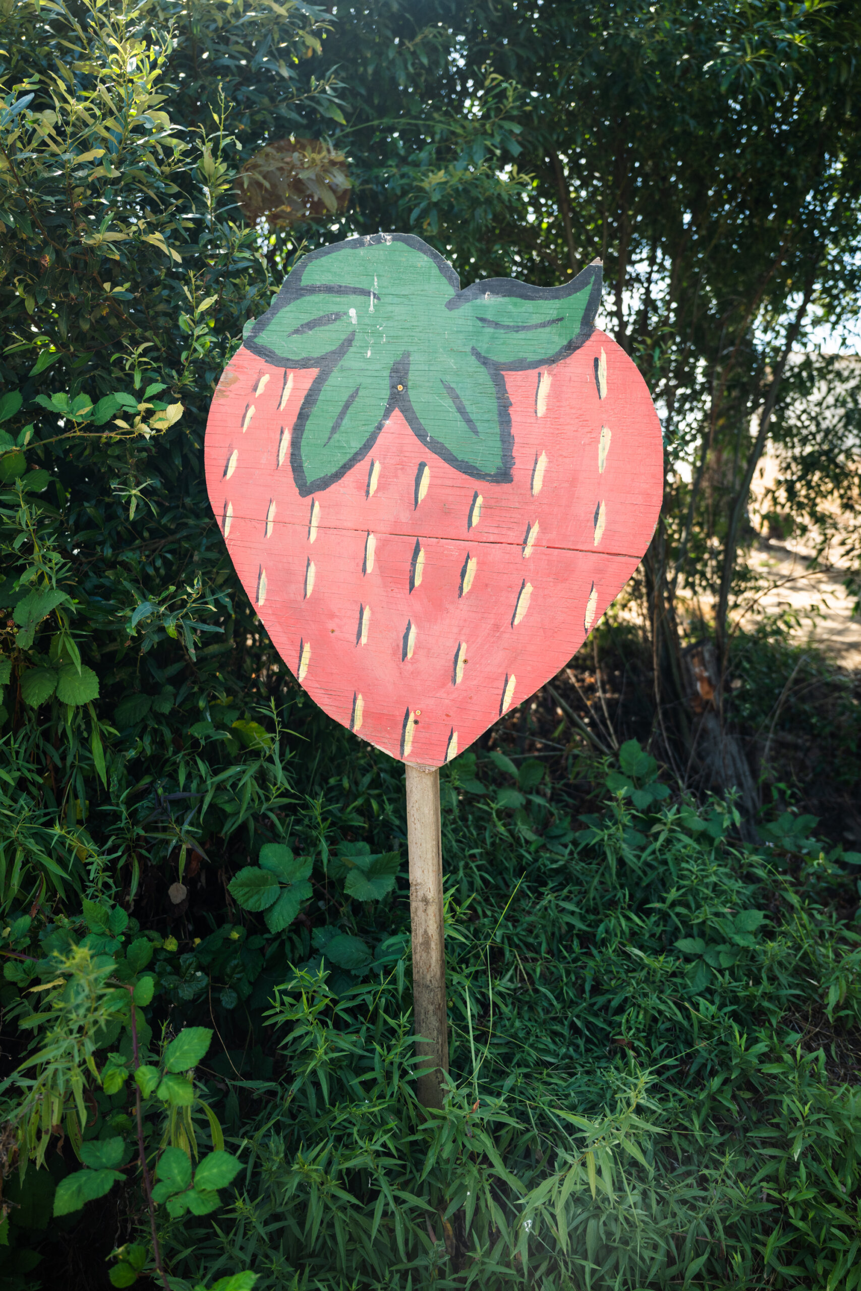 An illustrated strawberry sign greets visitors at Gizdich Ranch's u-pick field