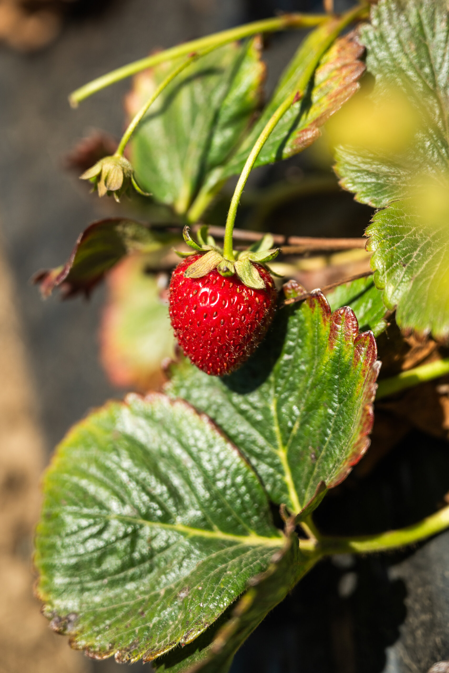 A ripe strawberry in the field in Watsonville, California
