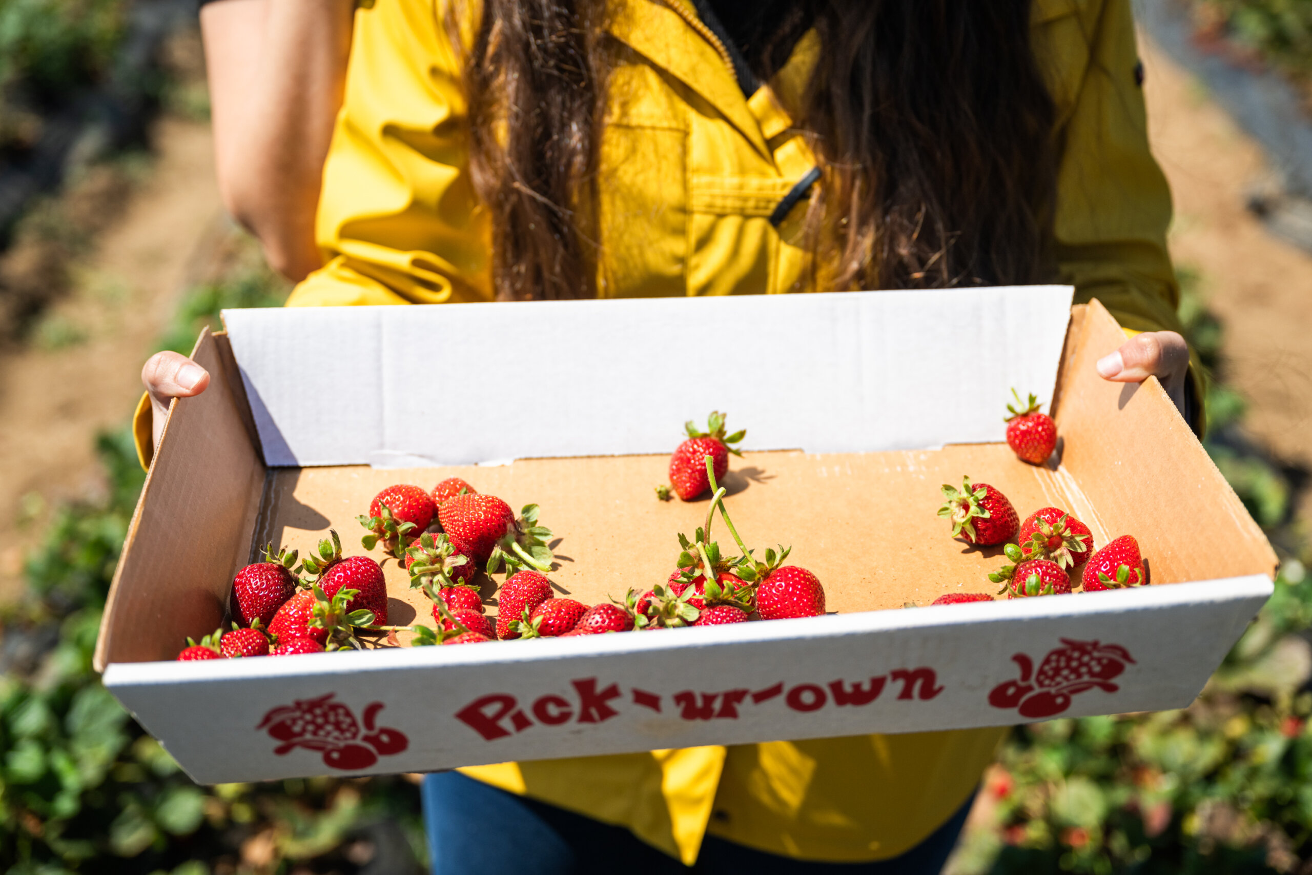 A tray for holding fresh-picked strawberries