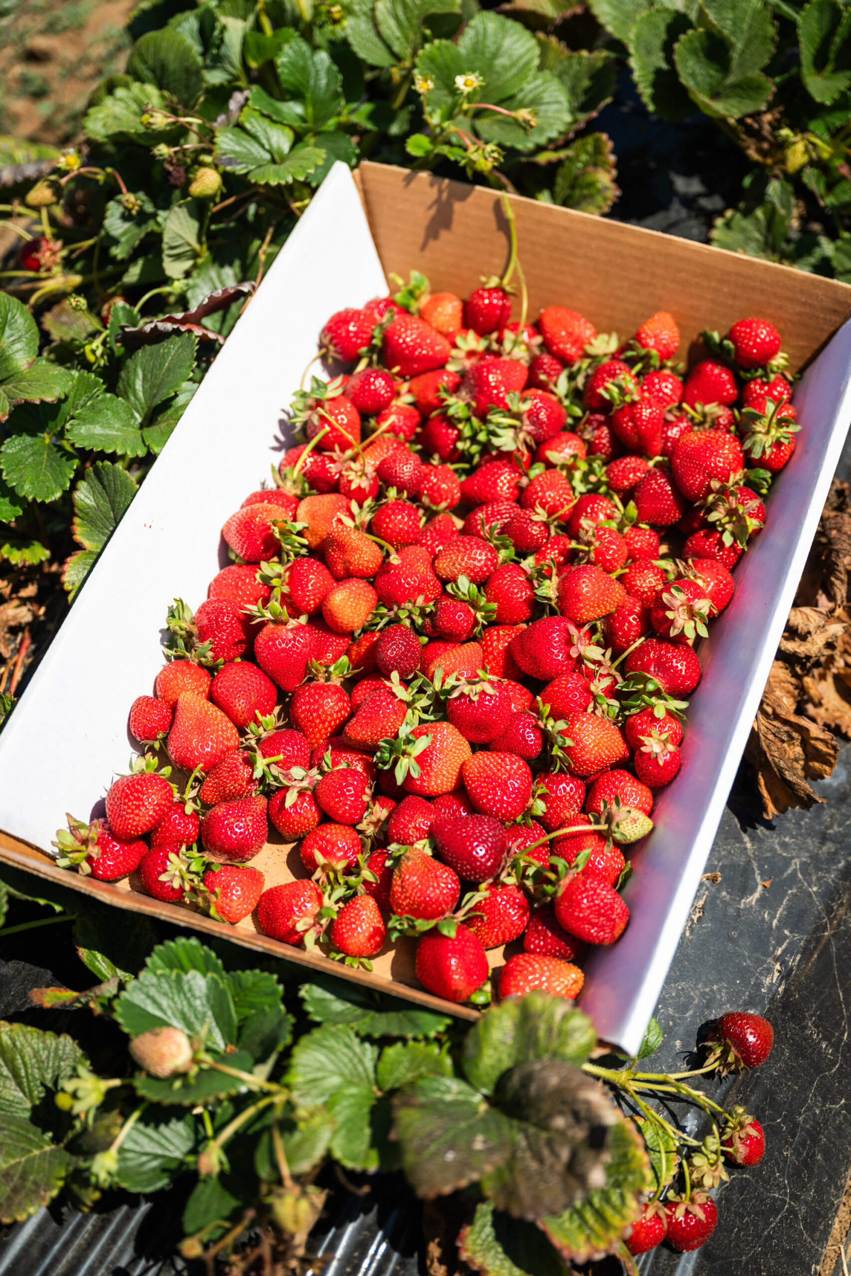 A full tray of California strawberries