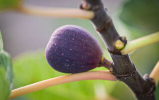 A black mission fig, almost ready to pick