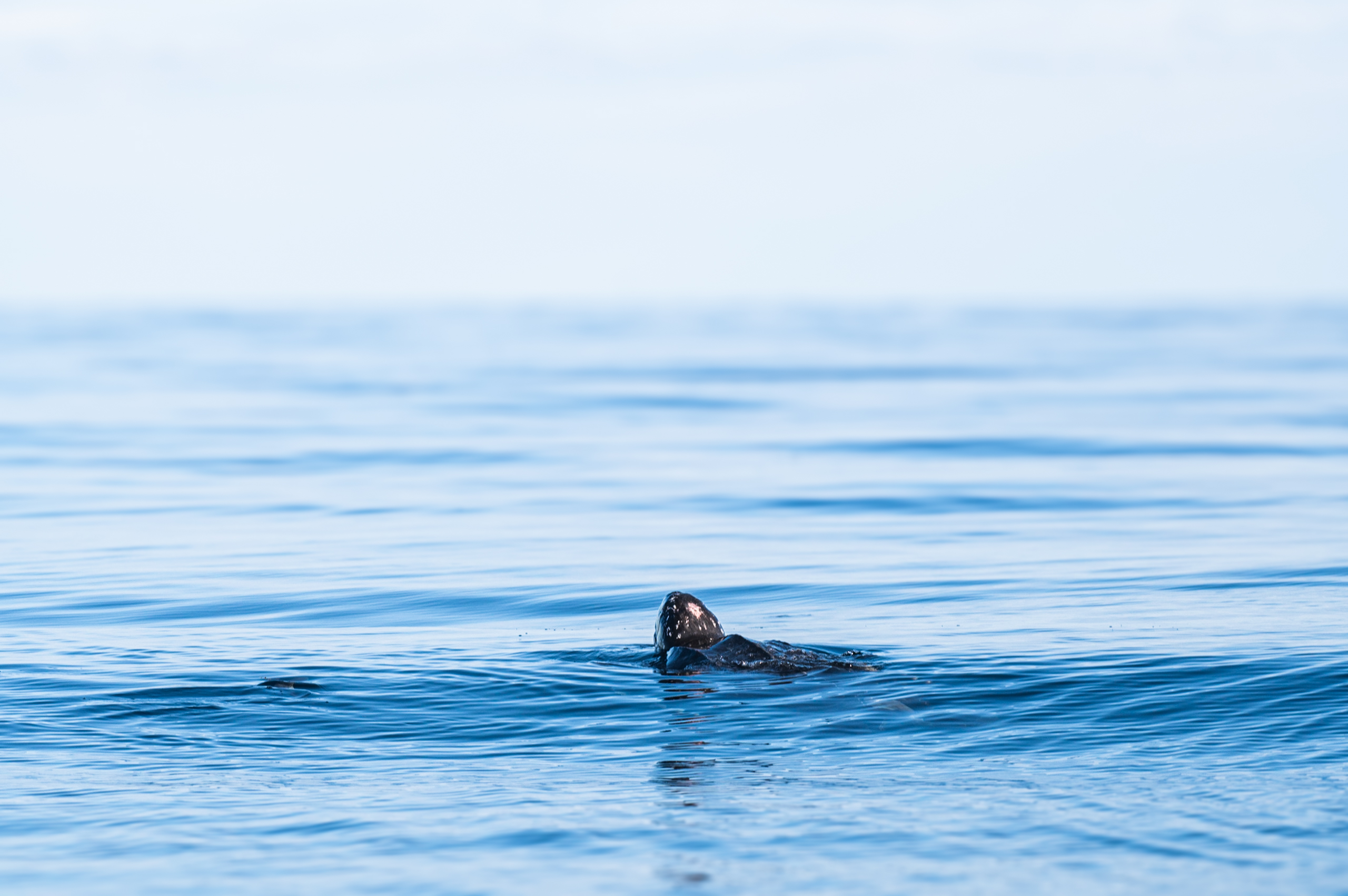 A leatherback turtle surfaces 30 miles off the coast of Port Fourchon, Louisiana