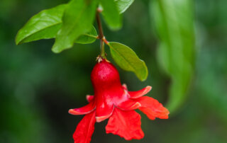 A pomegranate forming from a flower