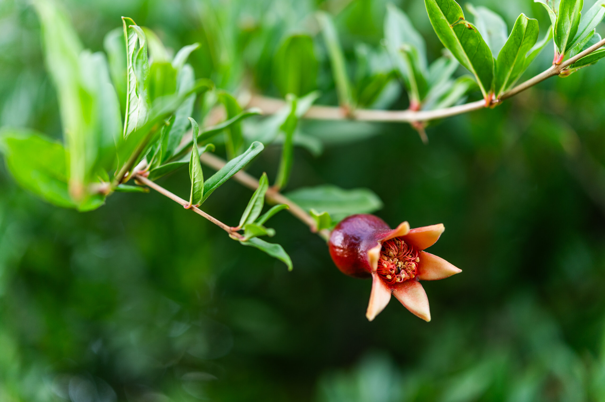 A newly-formed pomegranate sheds its flower pedals as the fruit grows