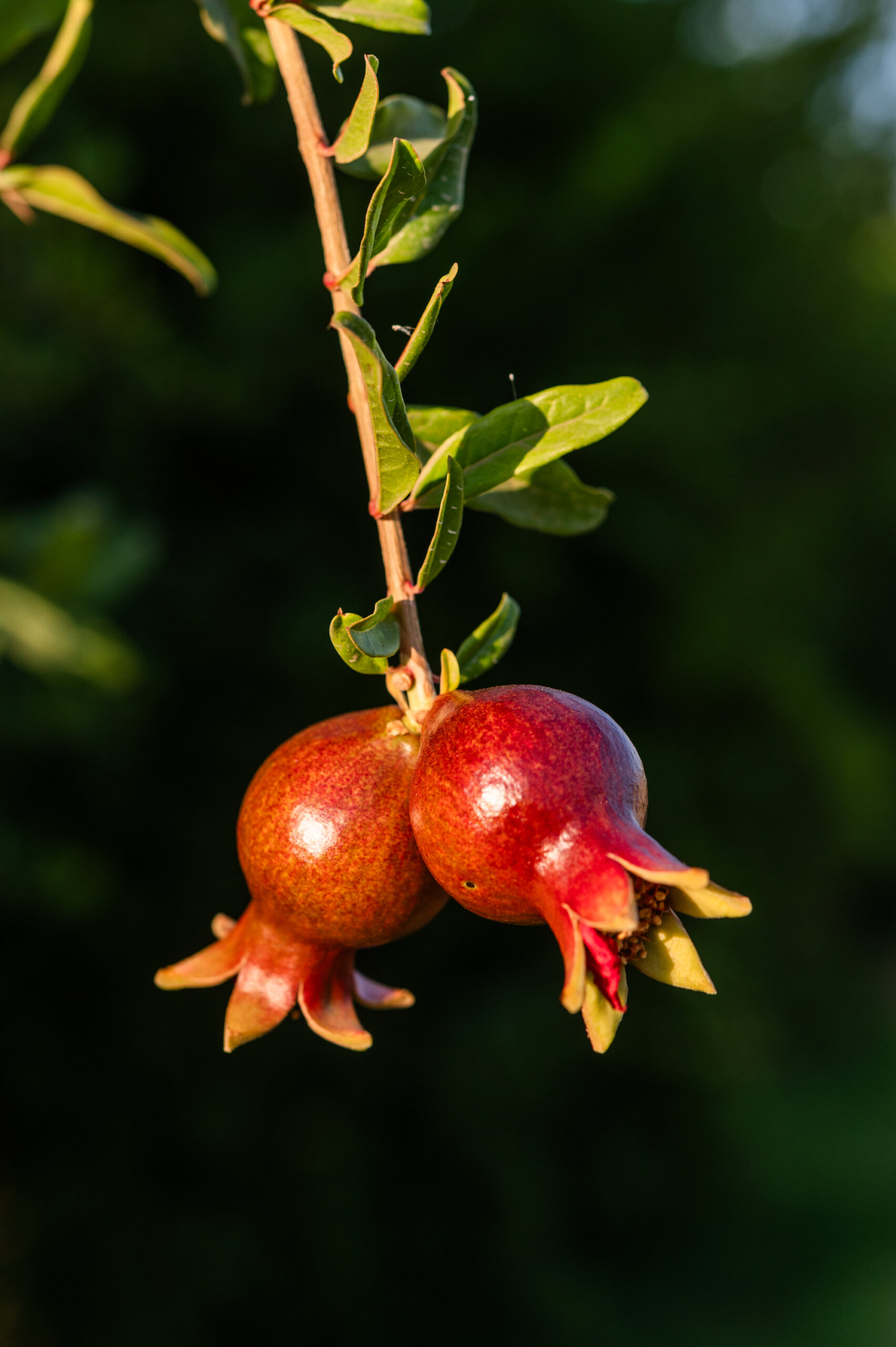 Two newly formed pomegranates hanging in an orchard